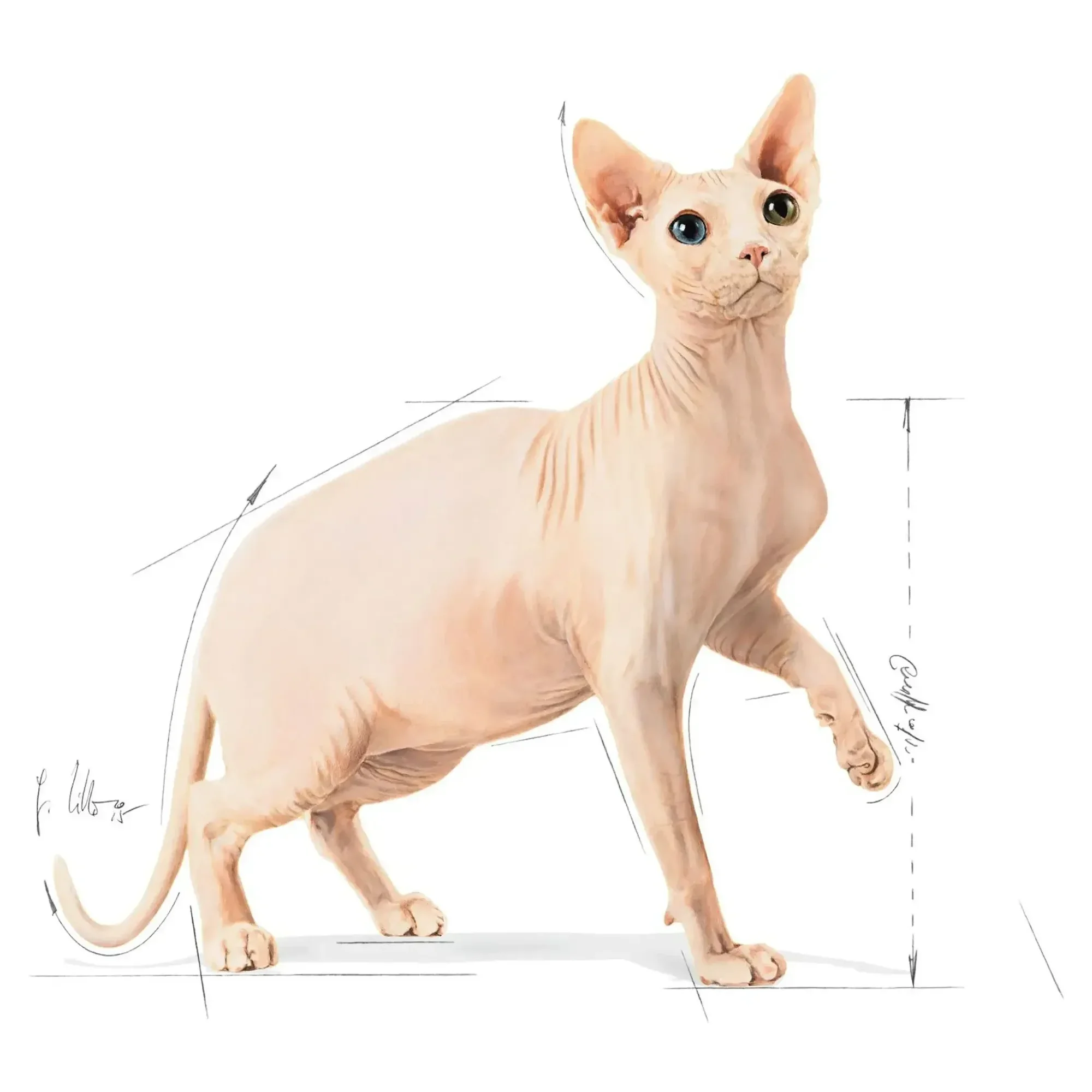Royal Canin Royal Canin Sphynx Yetişkin Kedi Maması 2 Kg — Normal, 2.1 kg — Görsel 3