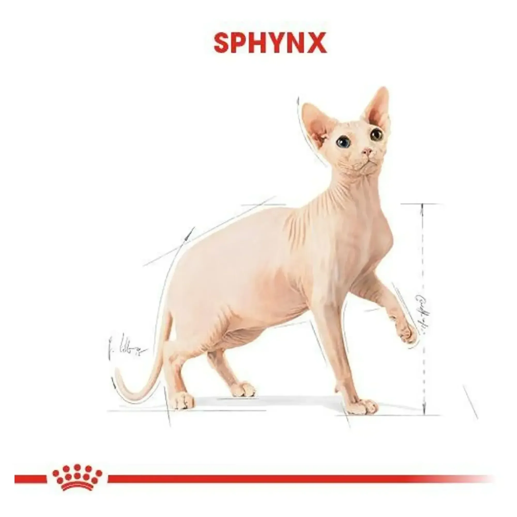 Royal Canin Royal Canin Sphynx Yetişkin Kedi Maması 2 Kg — Normal, 2.1 kg — Görsel 5