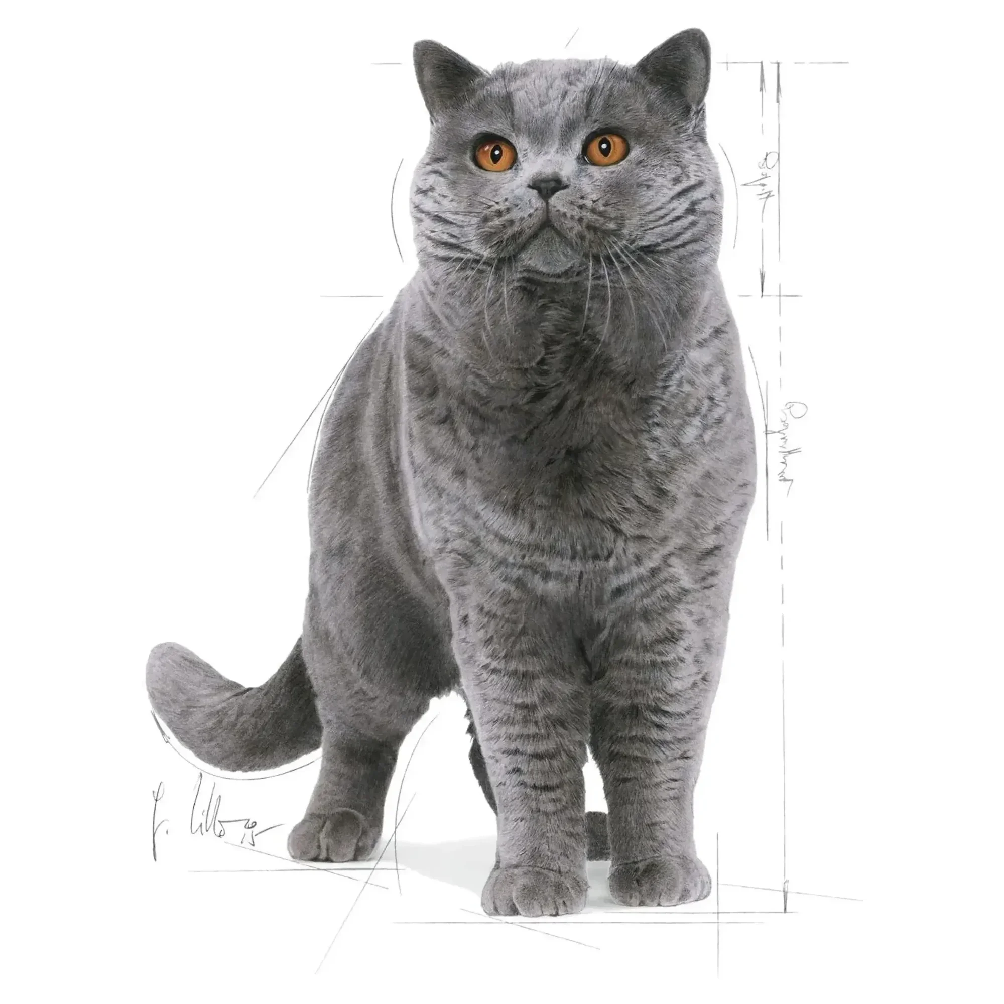 Royal Canin Royal Canin British Shorthair Yetişkin Kedi Maması 2 KG — Normal, 2 kg — Görsel 3