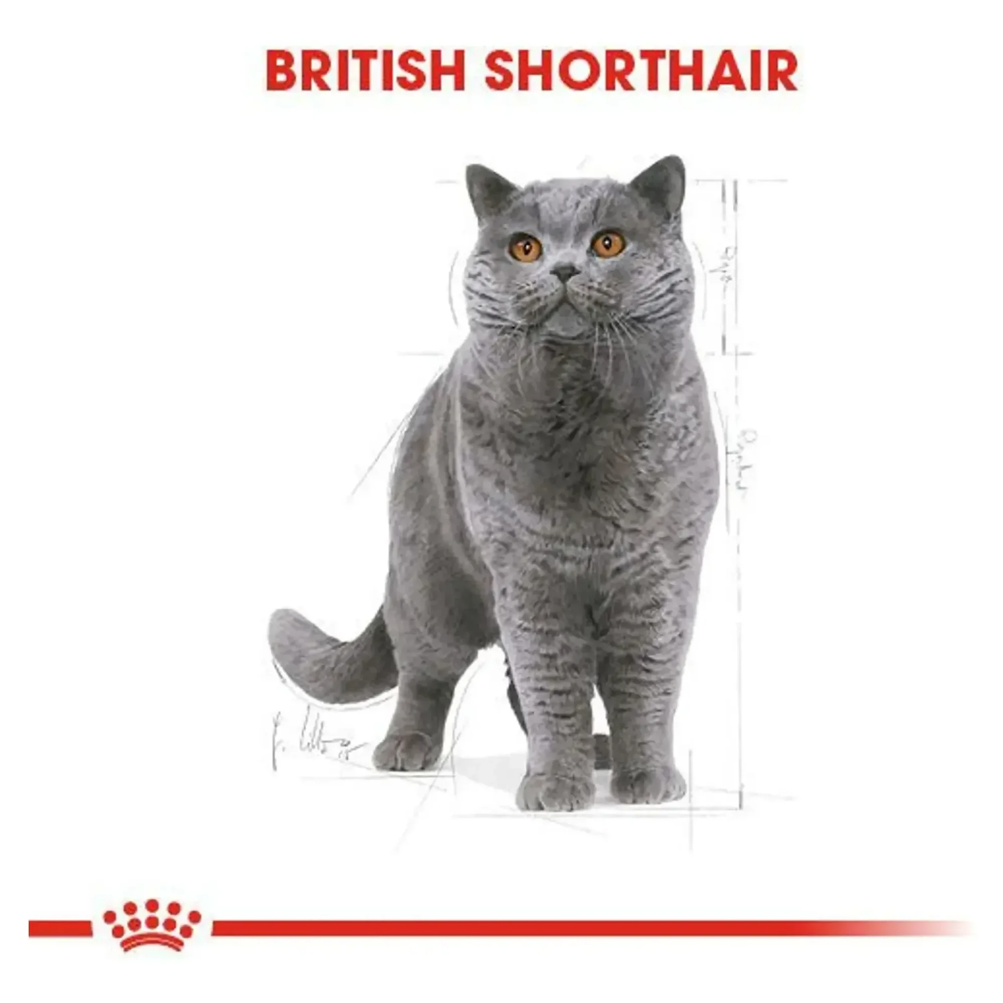Royal Canin Royal Canin British Shorthair Yetişkin Kedi Maması 2 KG — Normal, 2 kg — Görsel 5