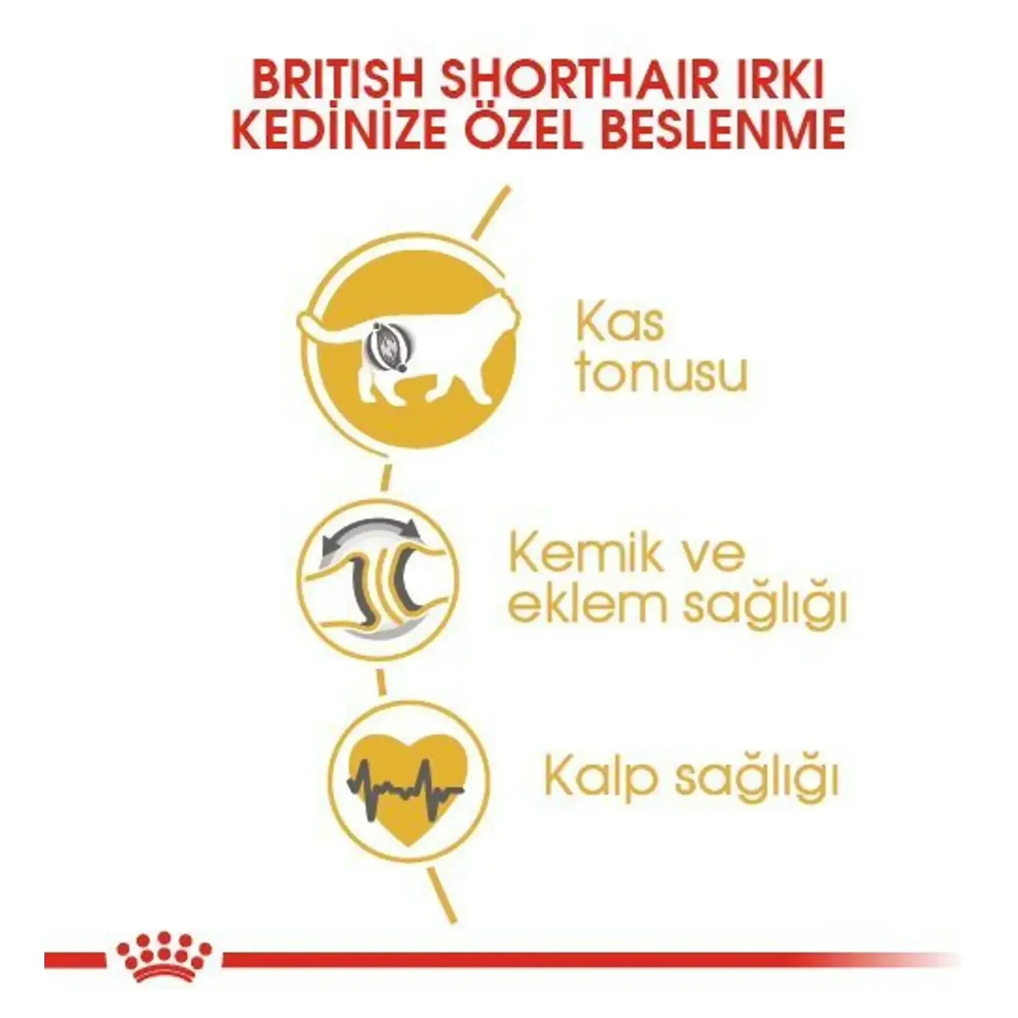 Royal Canin Royal Canin British Shorthair Yetişkin Kedi Maması 10 KG — Normal, 10.5 kg — Görsel 4