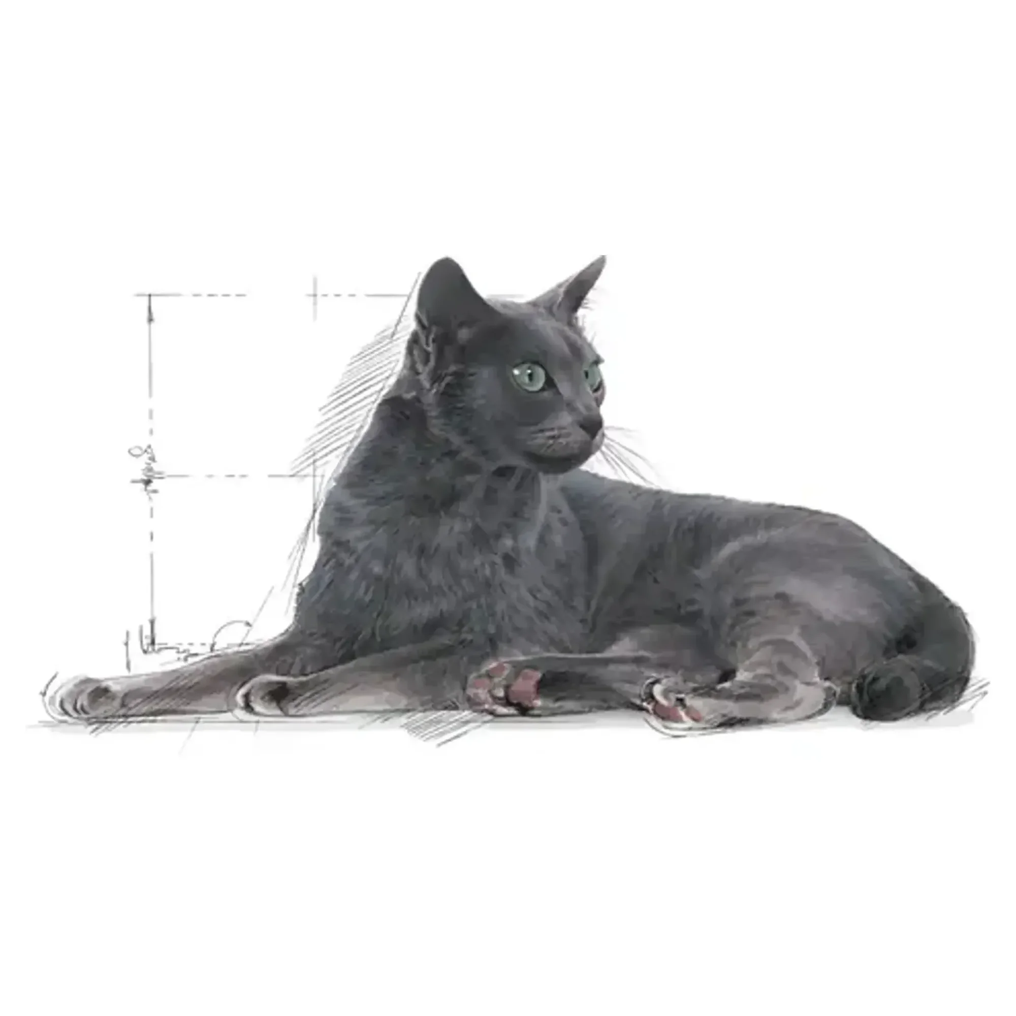 Royal Canin Royal Canin Sterilised +7 Yaş Üzeri Kısırlaştırılmış Yaşlı Kedi Maması 1.5 Kg — 1.6 kg — Görsel 3
