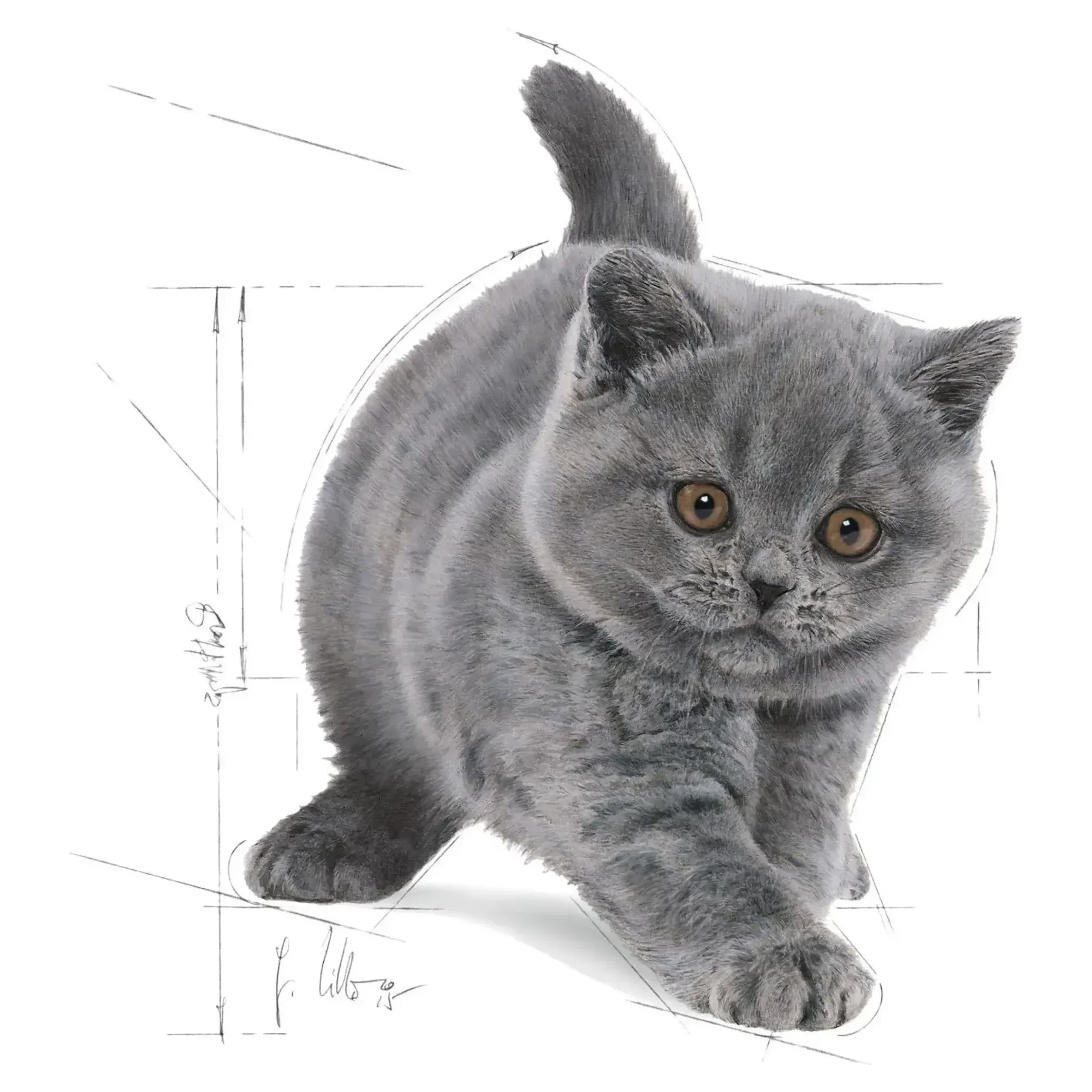 Royal Canin Royal Canin British Shorthair Kitten Yavru Kedi Maması 2 KG — Normal, 2.1 kg — Görsel 2