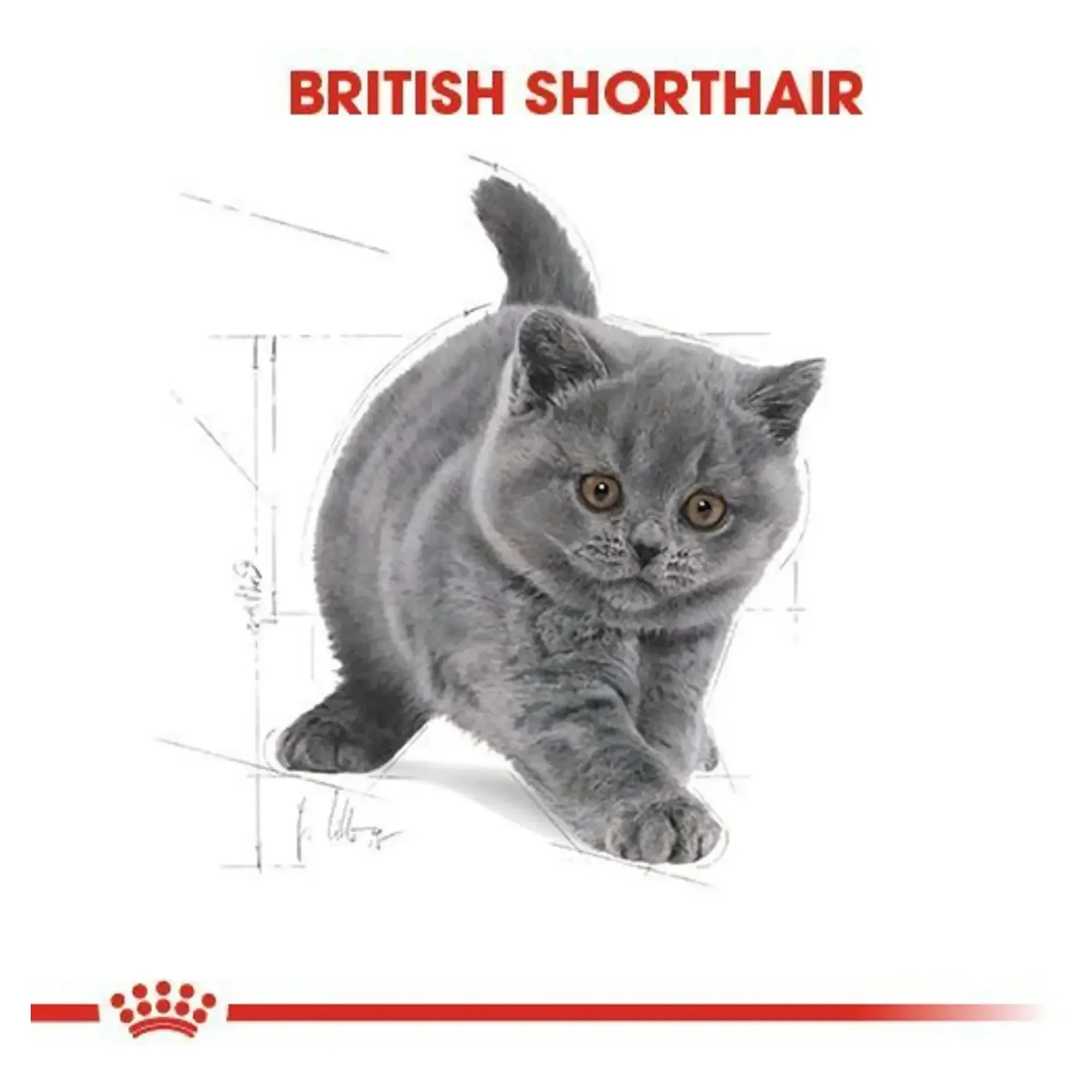 Royal Canin Royal Canin British Shorthair Kitten Yavru Kedi Maması 2 KG — Normal, 2.1 kg — Görsel 5