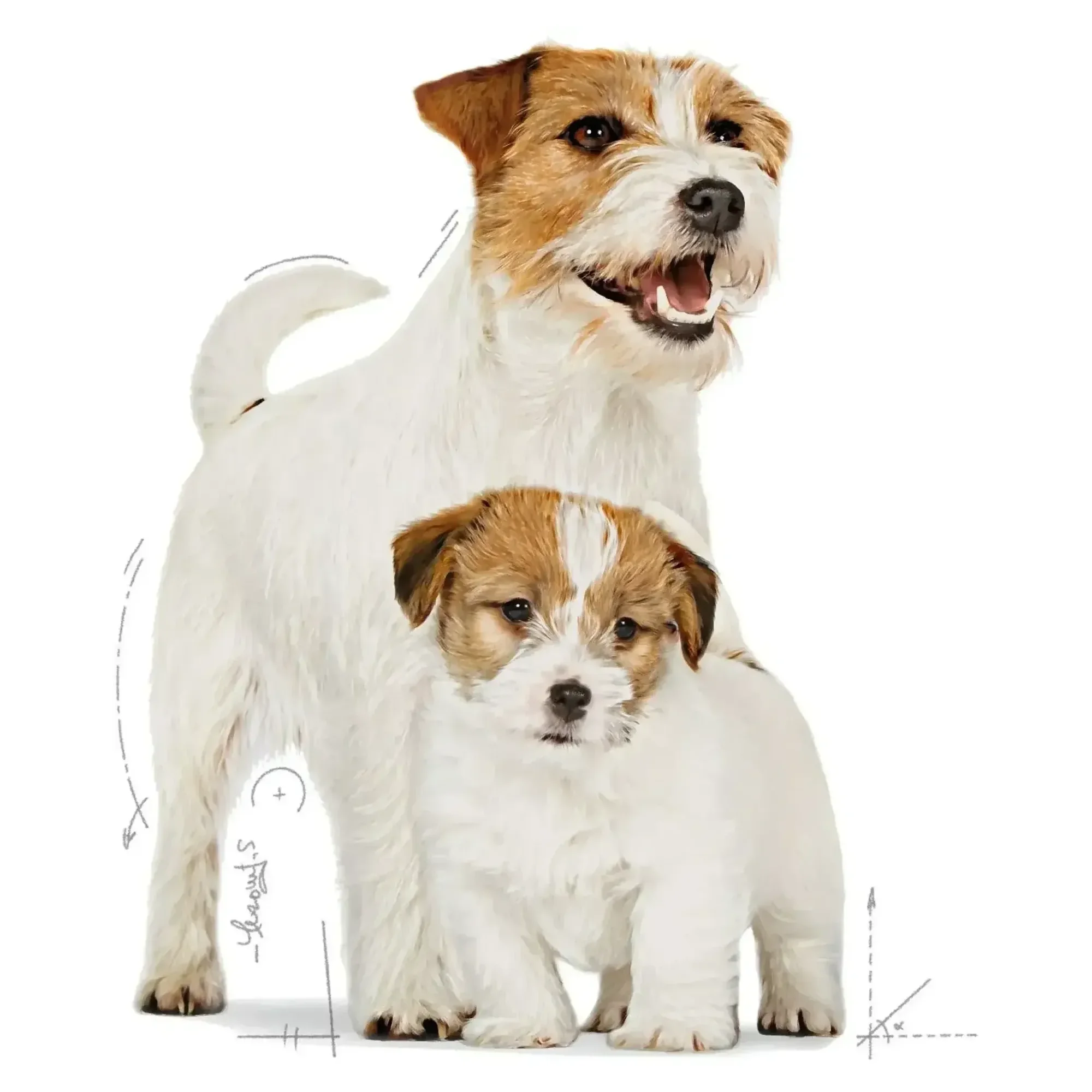 Royal Canin Royal Canin Mini Starter Anne ve Yavru Köpek Maması 1 KG — Normal, 1 kg — Görsel 3