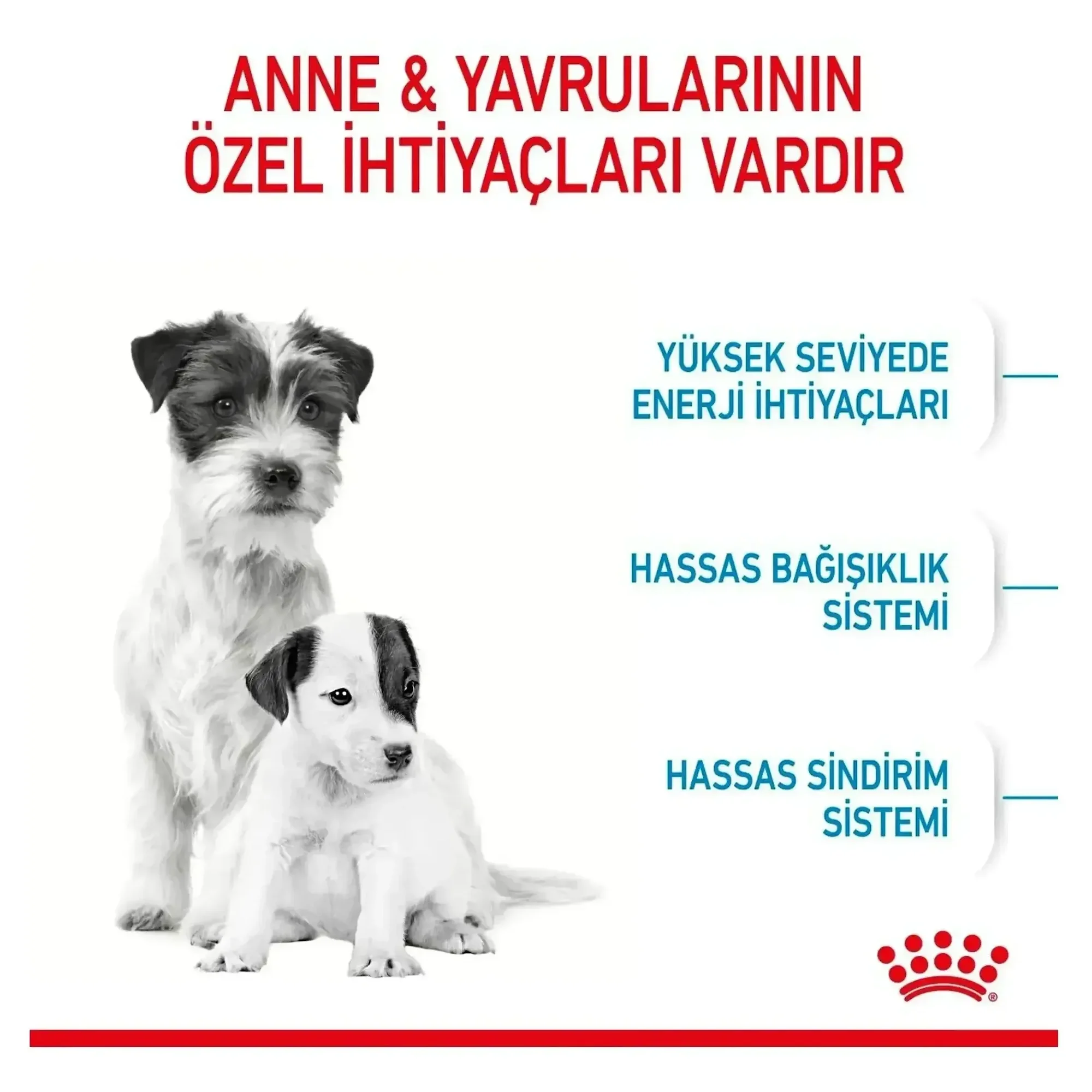 Royal Canin Royal Canin Mini Starter Anne ve Yavru Köpek Maması 1 KG — Normal, 1 kg — Görsel 4
