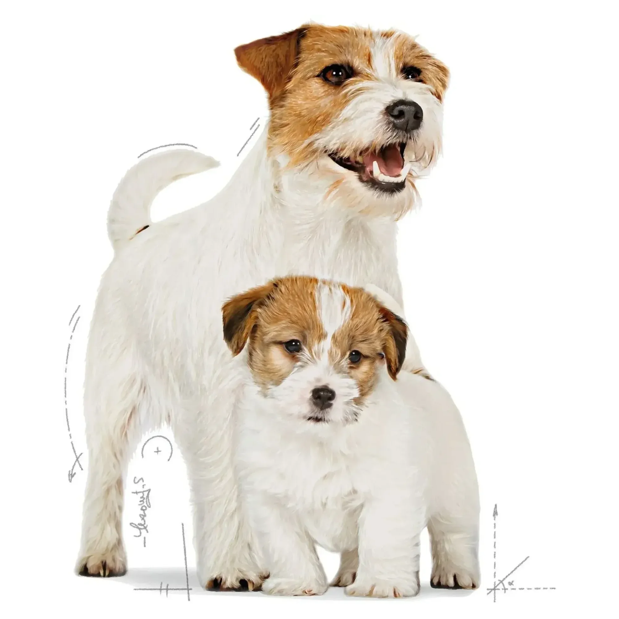 Royal Canin Royal Canin Mini Starter Mother&Babydog Küçük Irk Yavru Köpek Maması 4 KG — Normal, 4.1 kg — Görsel 3
