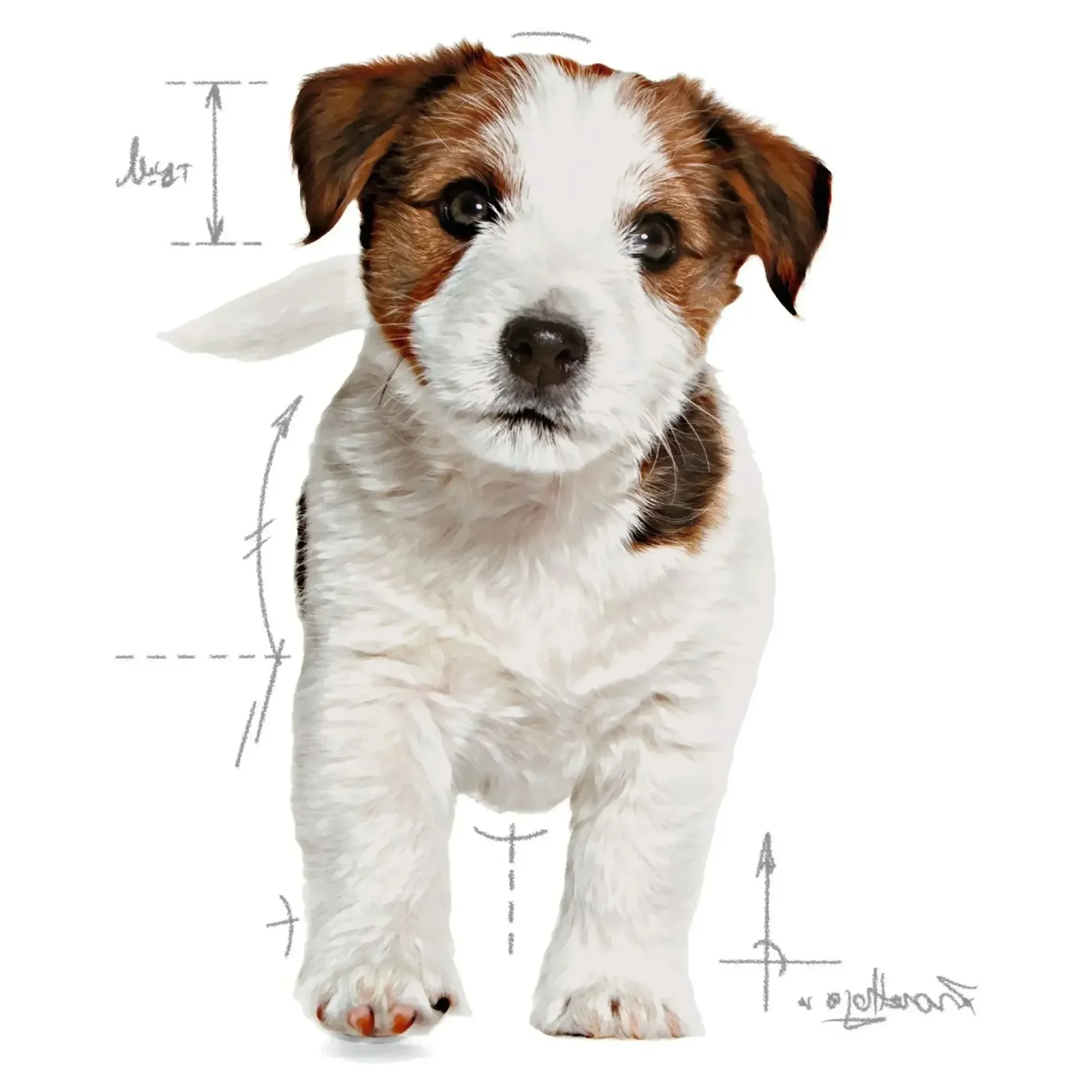 Royal Canin Royal Canin Mini Puppy Yavru Köpek Maması 2 KG — Normal, 2.1 kg — Görsel 3