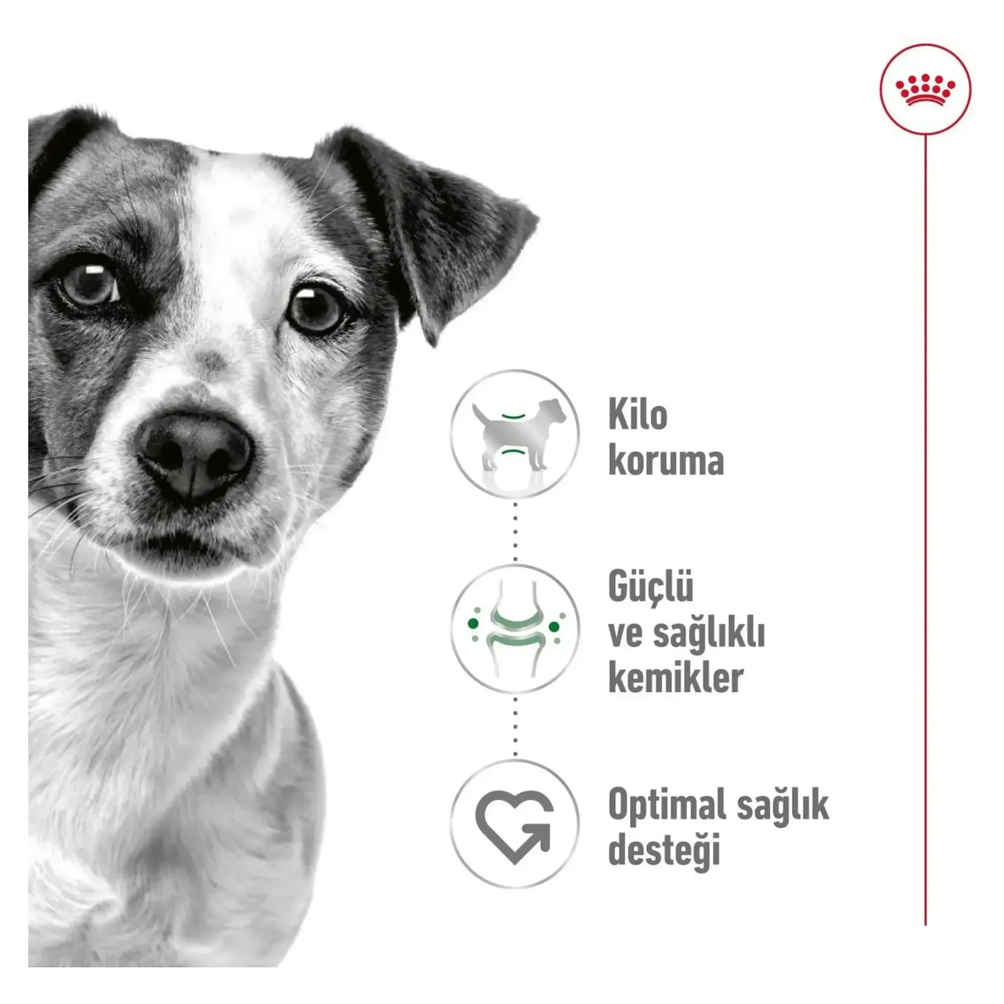 Royal Canin Royal Canin Mini Adult Yetişkin Köpek Maması 2 KG — Normal, 2.1 kg — Görsel 4