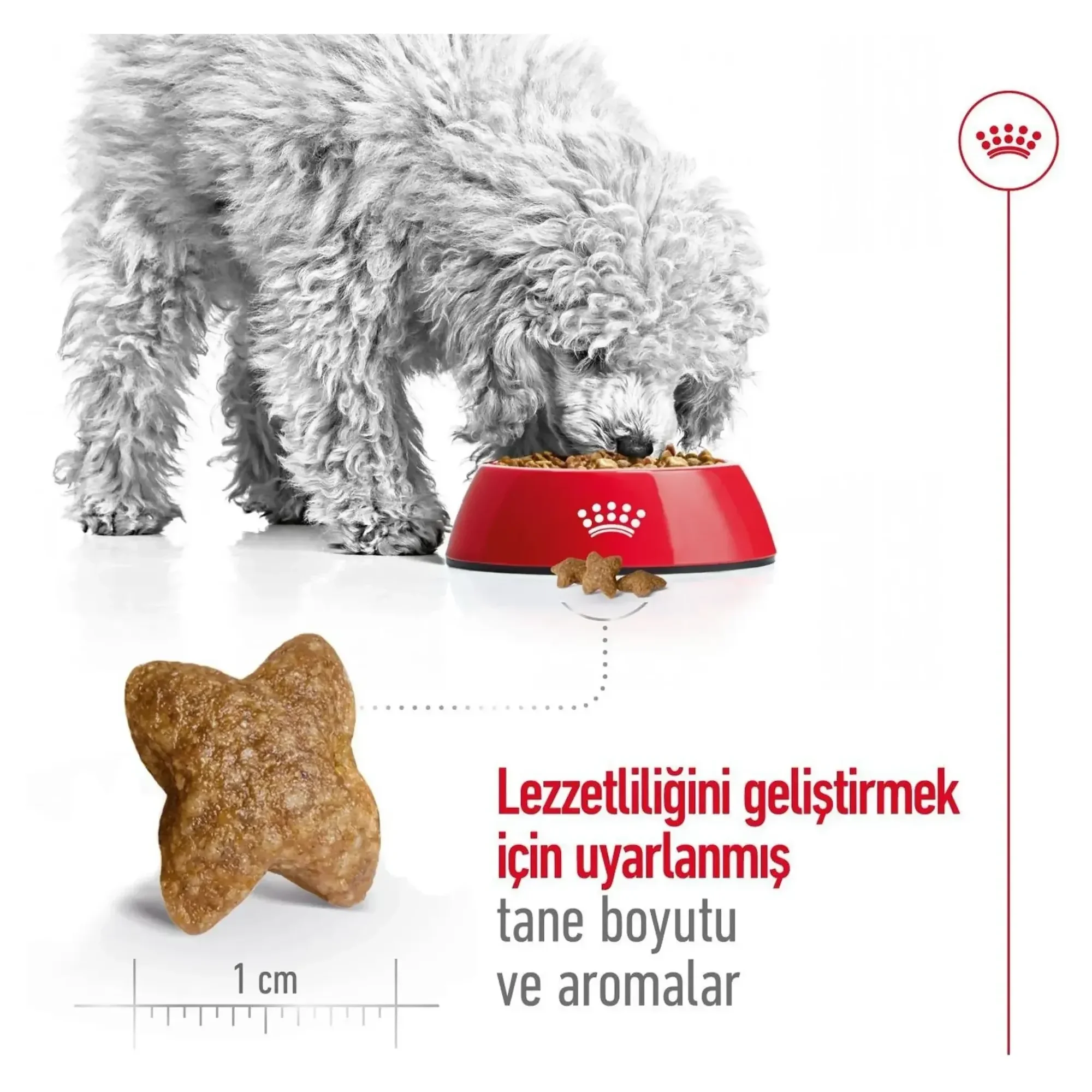 Royal Canin Royal Canin Mini Adult Yetişkin Köpek Maması 2 KG — Normal, 2.1 kg — Görsel 6
