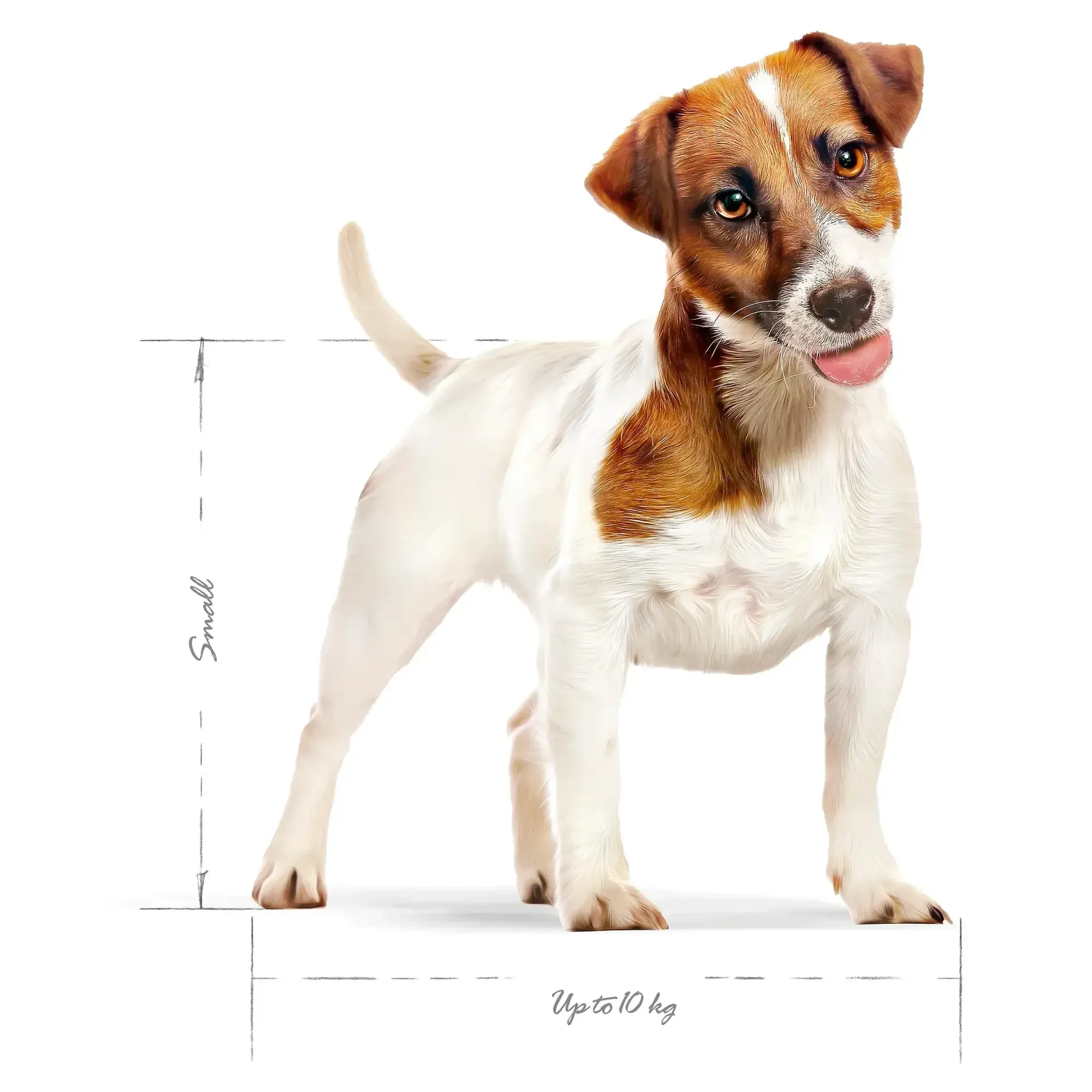 Royal Canin Royal Canin Mini Adult Yetişkin Köpek Maması 4 KG — Normal, 4.1 kg — Görsel 3