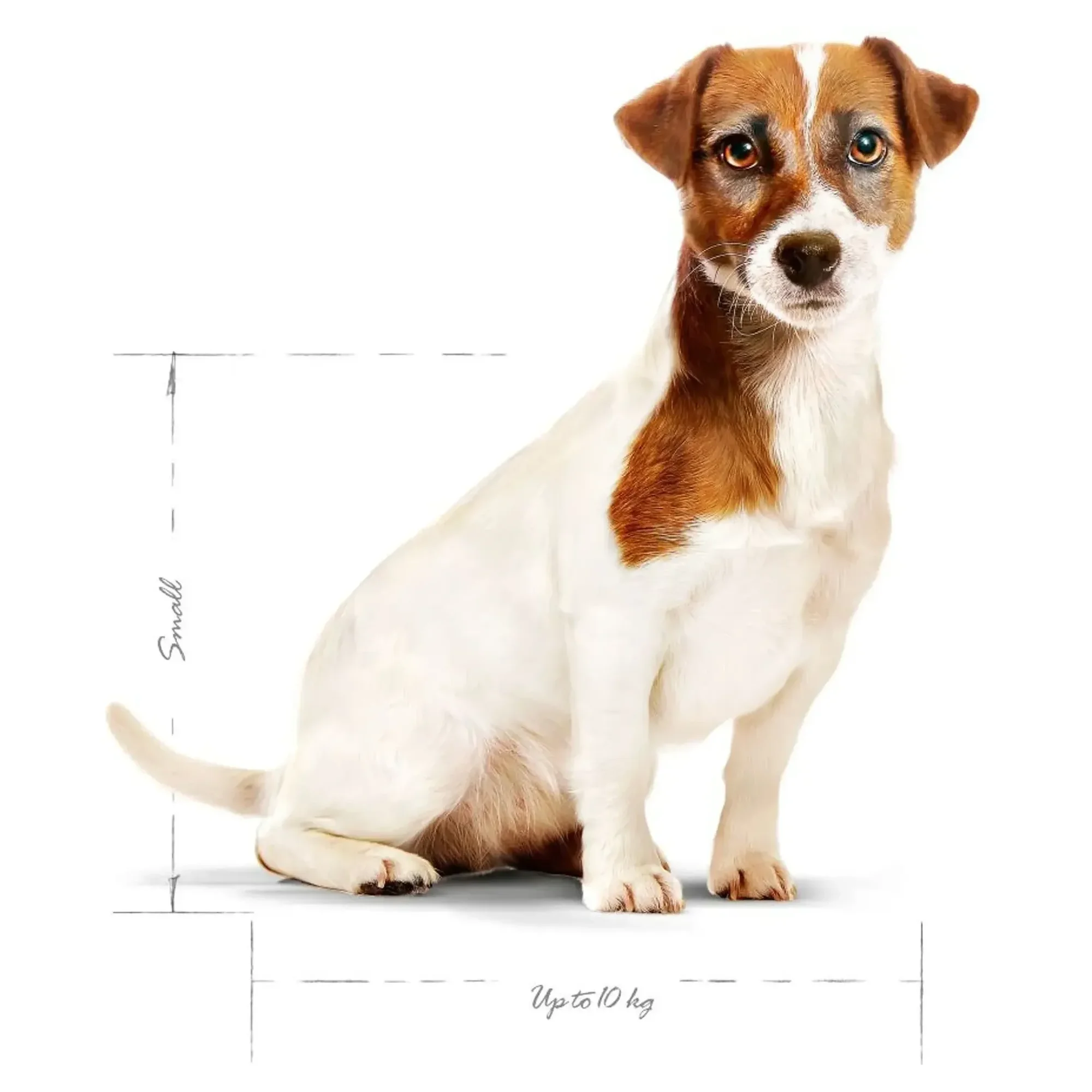 Royal Canin Royal Canin Mini Adult Yetişkin Köpek Maması 8+ 2 KG — Normal, 2.1 kg — Görsel 3