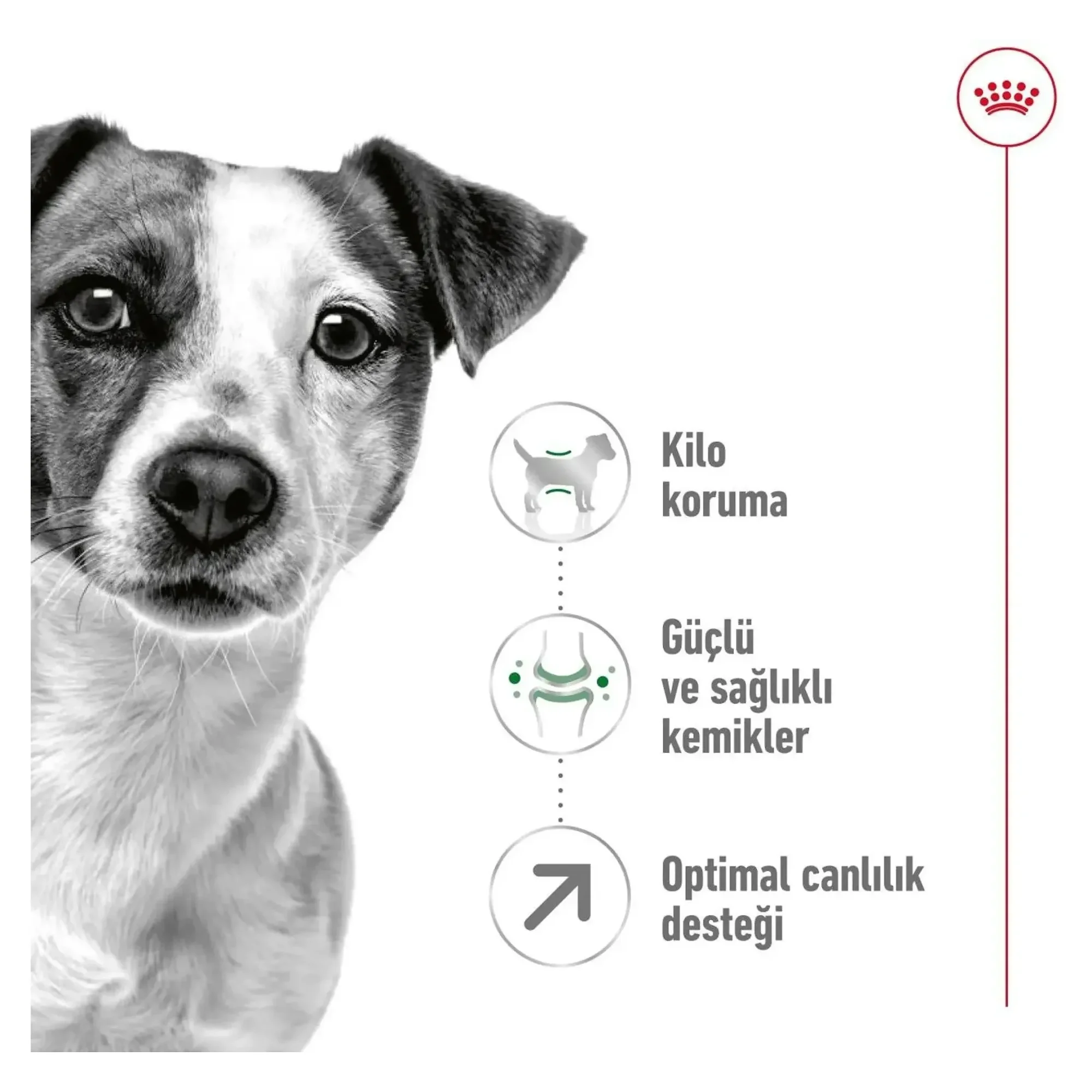 Royal Canin Royal Canin Mini Adult Yetişkin Köpek Maması 8+ 2 KG — Normal, 2.1 kg — Görsel 4