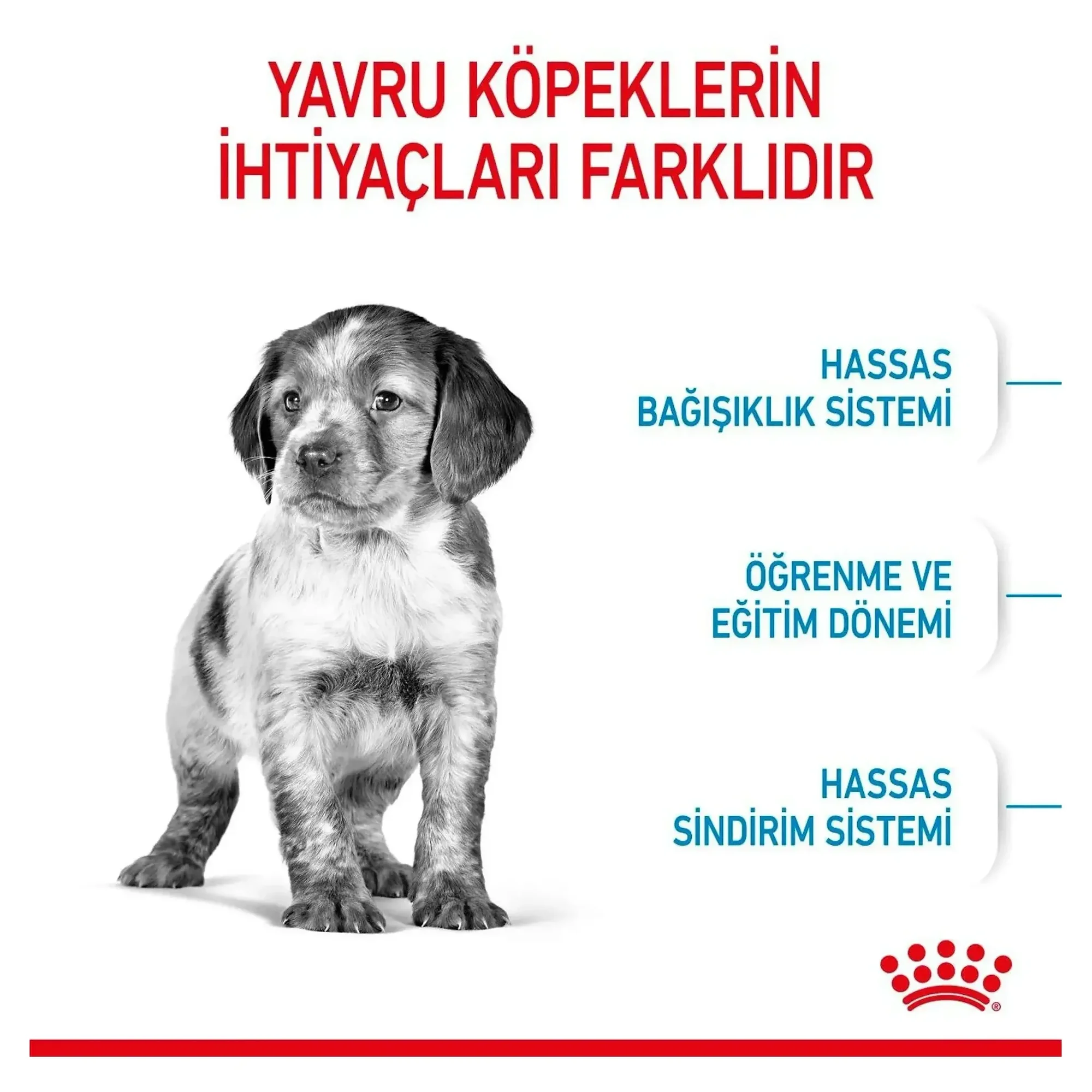 Royal Canin Royal Canin Medium Puppy Orta Irk Yavru Köpek Maması 15KG — Normal, 15.3 kg — Görsel 4