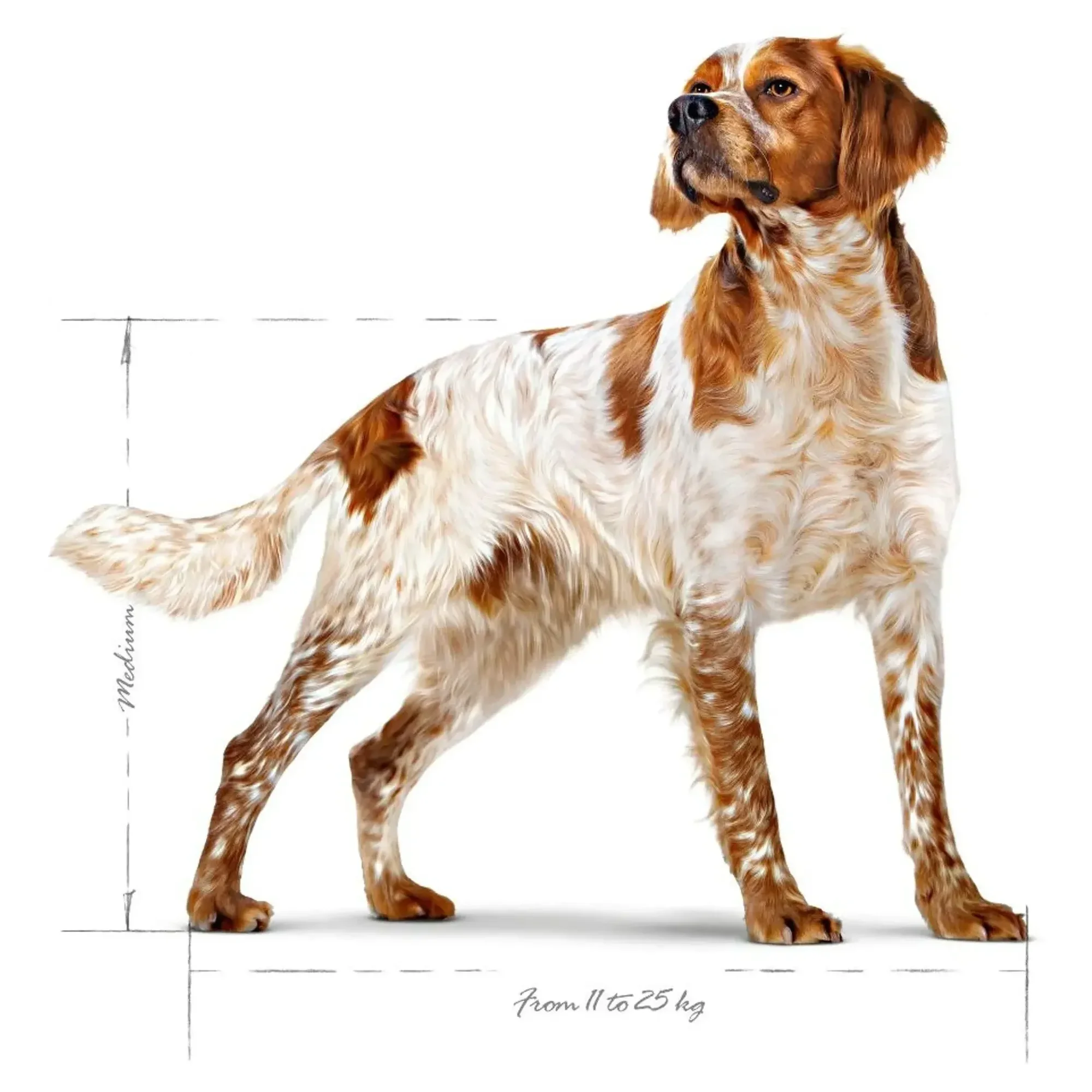 Royal Canin Royal Canin Medium Adult Orta Irk Yetişkin Köpek Maması 15KG — Normal, 15.3 kg — Görsel 3
