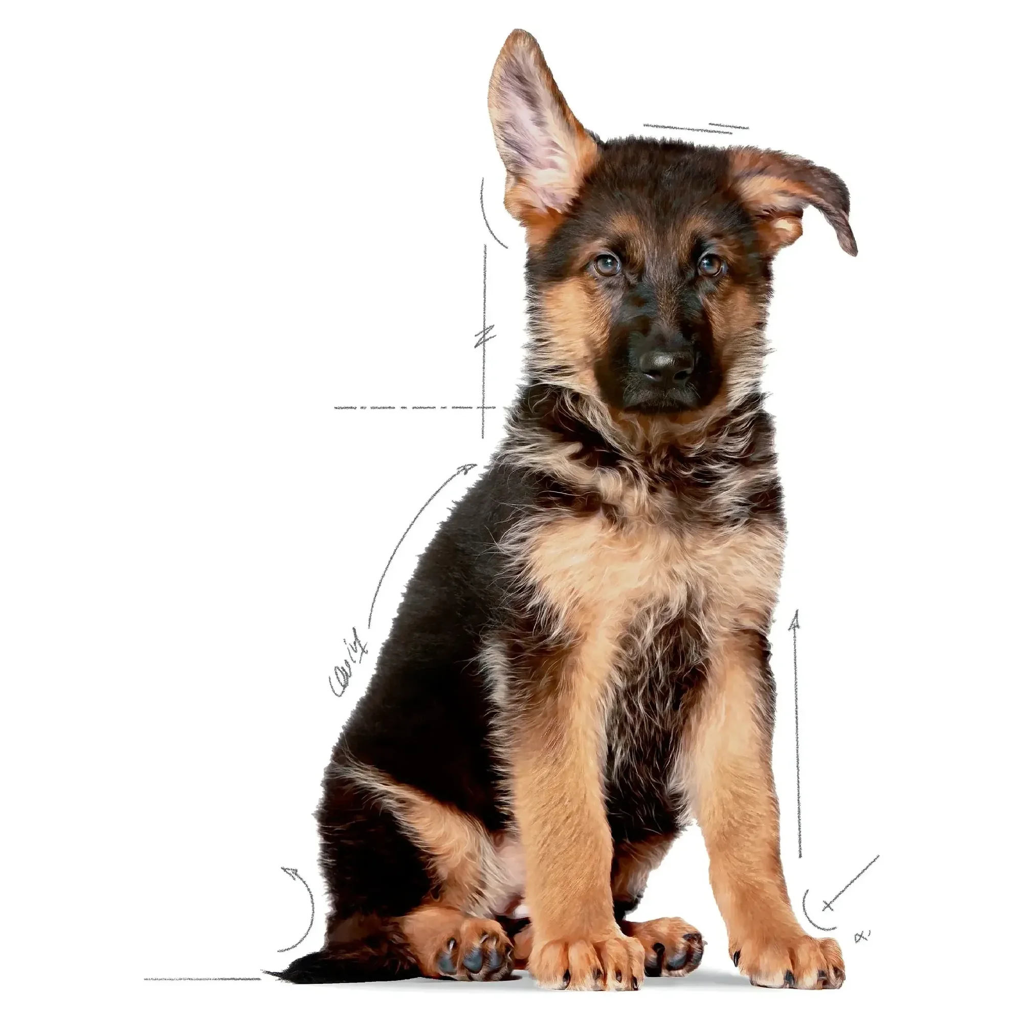 Royal Canin Royal Canin Maxi Puppy Yavru Köpek Maması 15 KG — Normal, 15.3 kg — Görsel 3