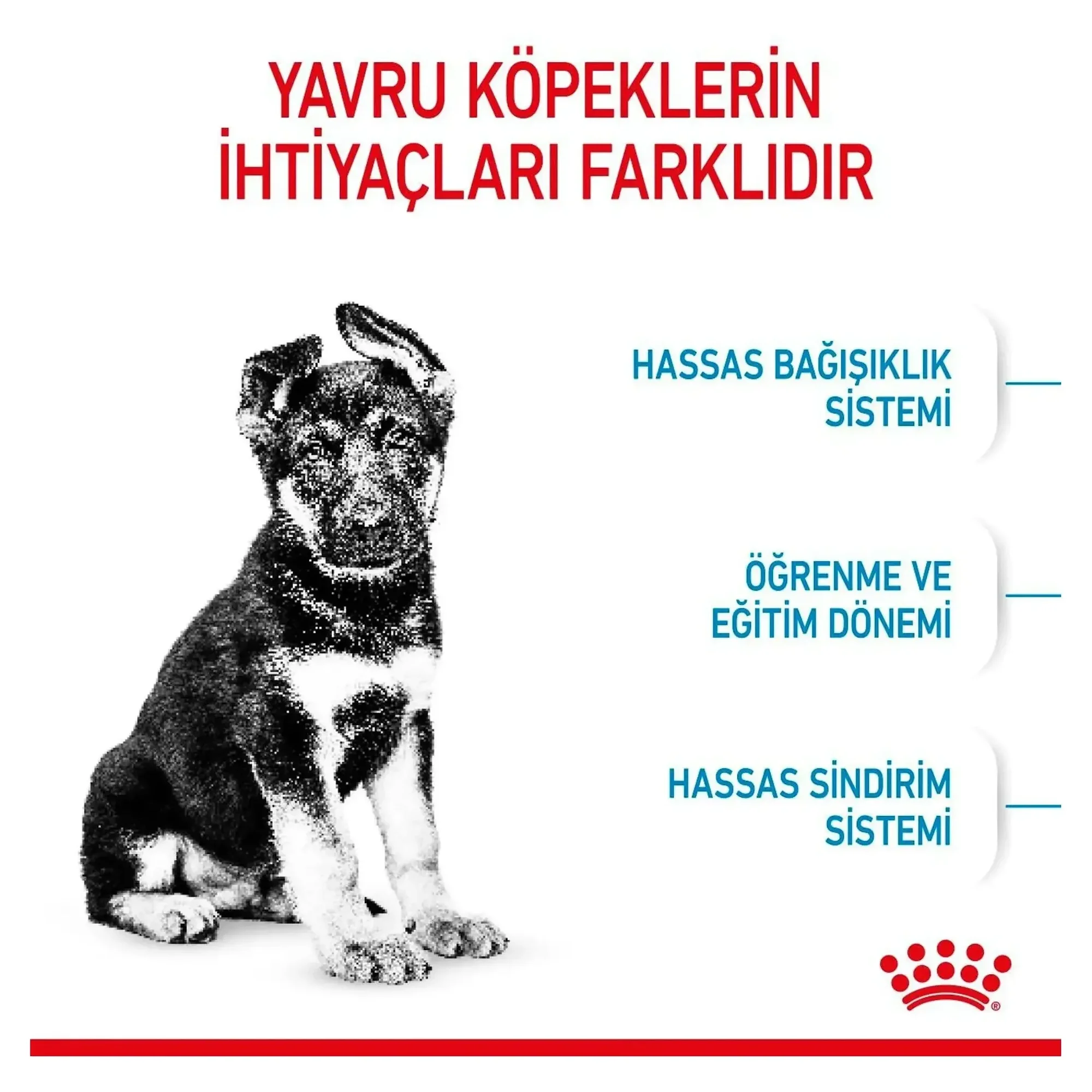 Royal Canin Royal Canin Maxi Puppy Yavru Köpek Maması 15 KG — Normal, 15.3 kg — Görsel 4