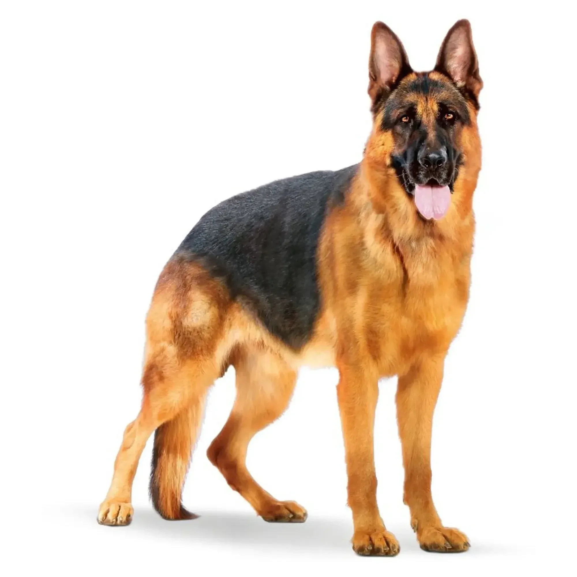 Royal Canin Royal Canin Maxi Adult Yetişkin Köpek Maması 15 KG — Normal, 15.2 kg — Görsel 3
