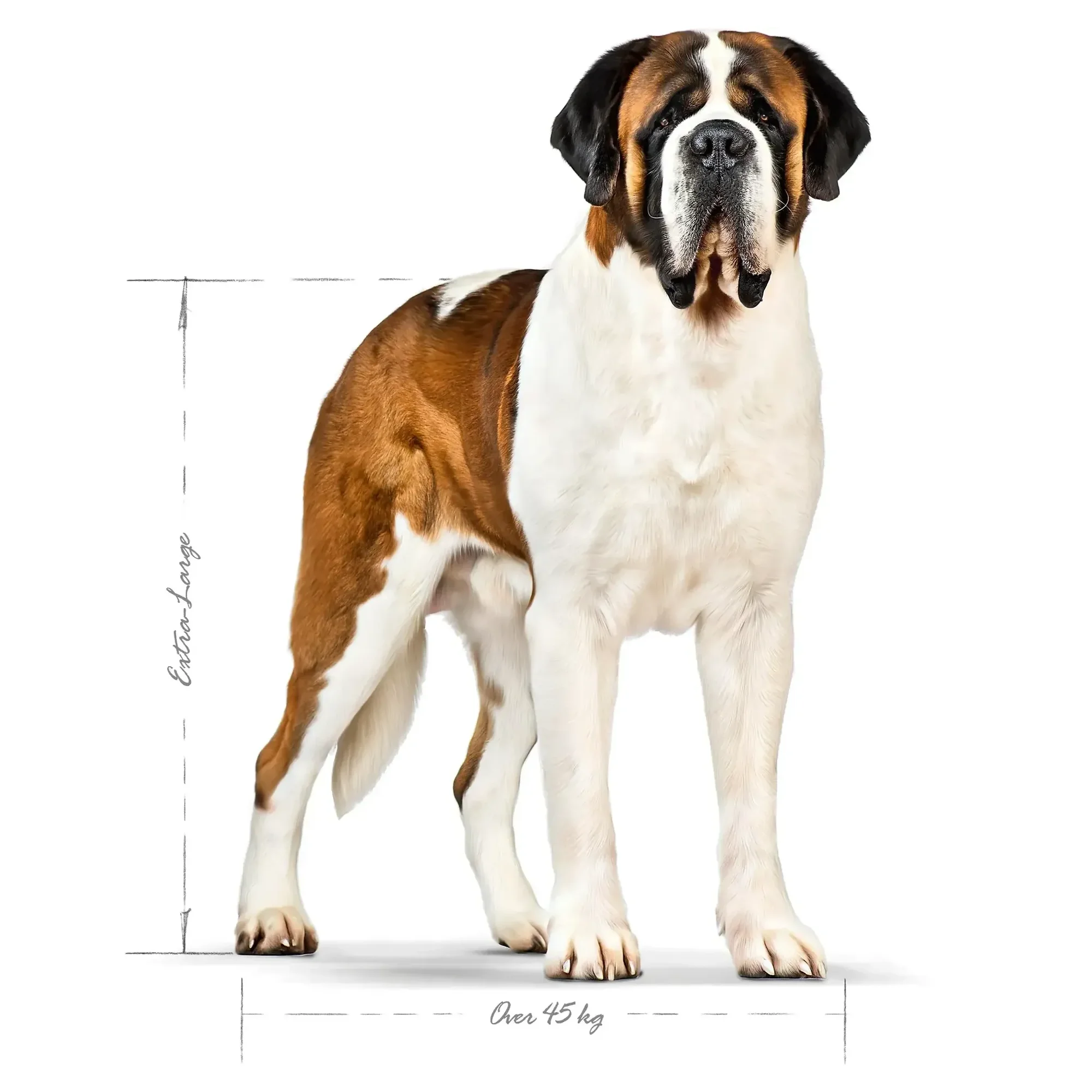 Royal Canin Royal Canin Giant Adult Yetişkin Köpek Maması 15 KG — Normal, 15.2 kg — Görsel 3