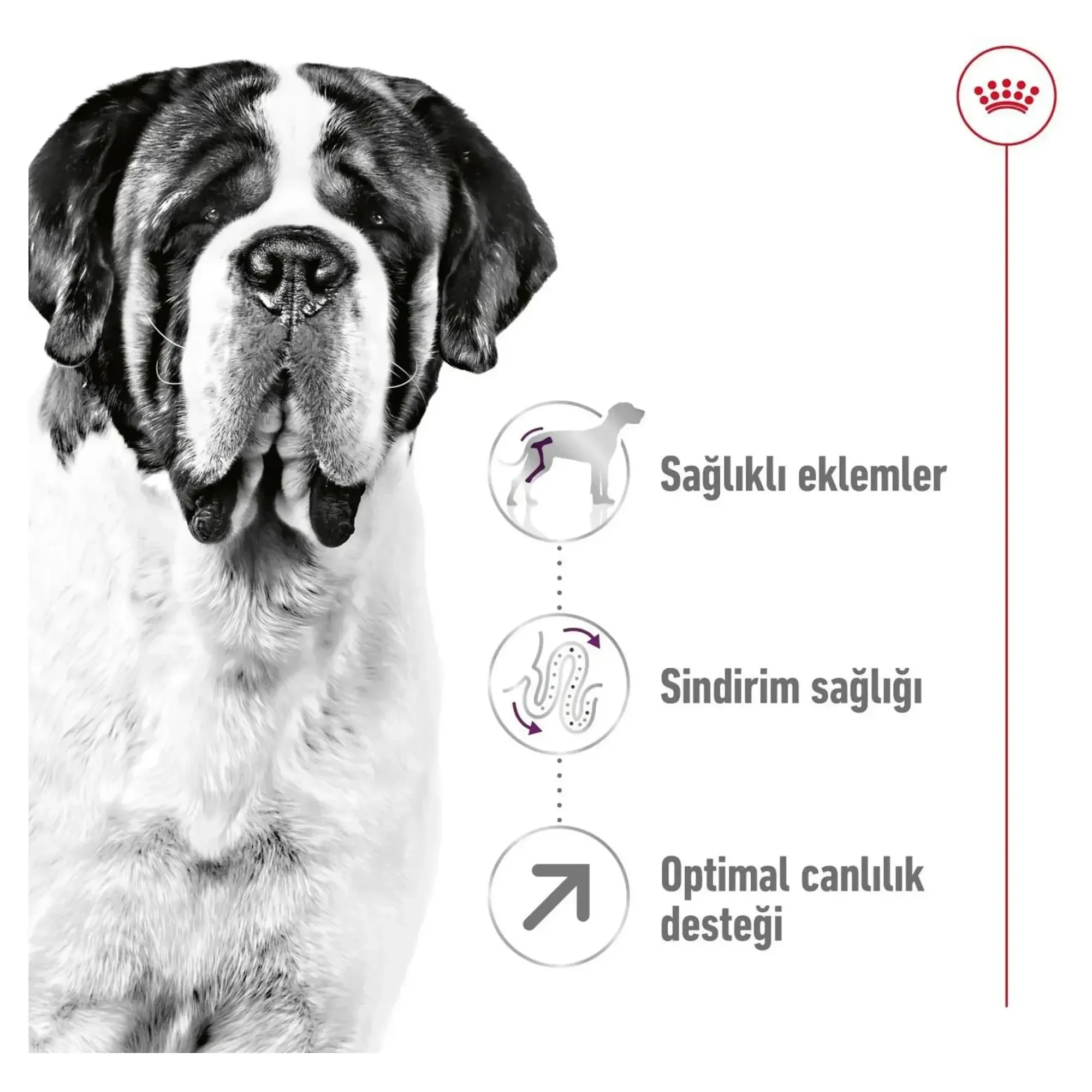 Royal Canin Royal Canin Giant Adult Yetişkin Köpek Maması 15 KG — Normal, 15.2 kg — Görsel 6