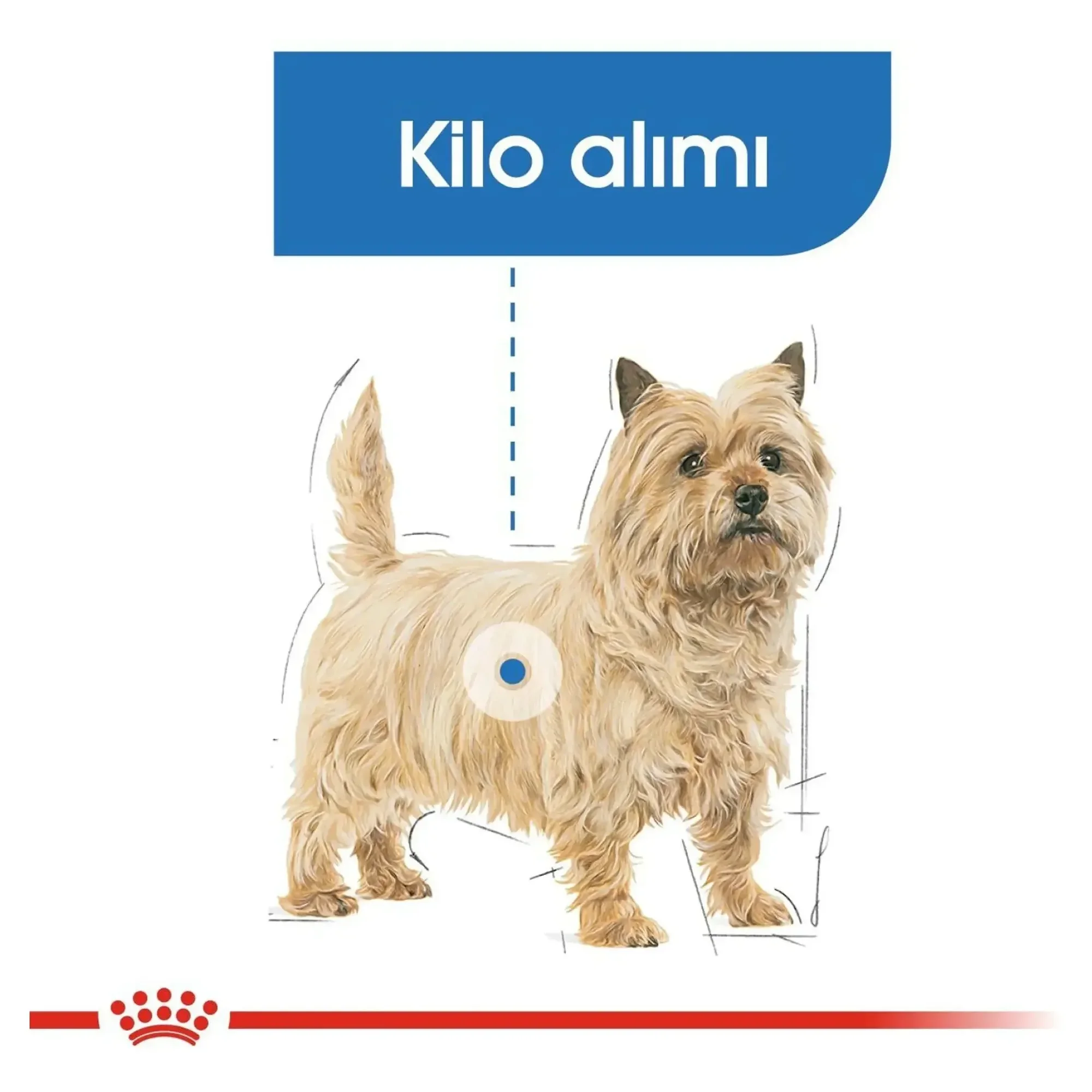Royal Canin Royal Canin Mini Light Weight Care Yetişkin Köpek Maması 3 KG — Diyet, 3.2 kg — Görsel 5
