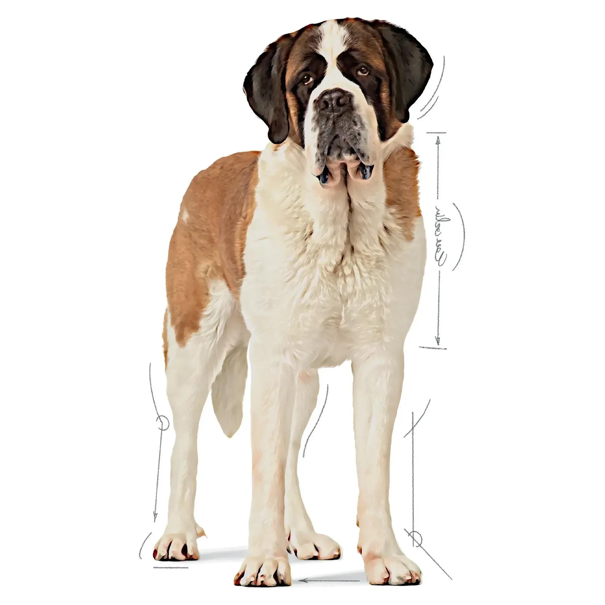 Royal Canin Royal Canin Junior Giant Büyük Irk Yavru Köpek Maması 15 KG — Normal, 15.3 kg — Görsel 3