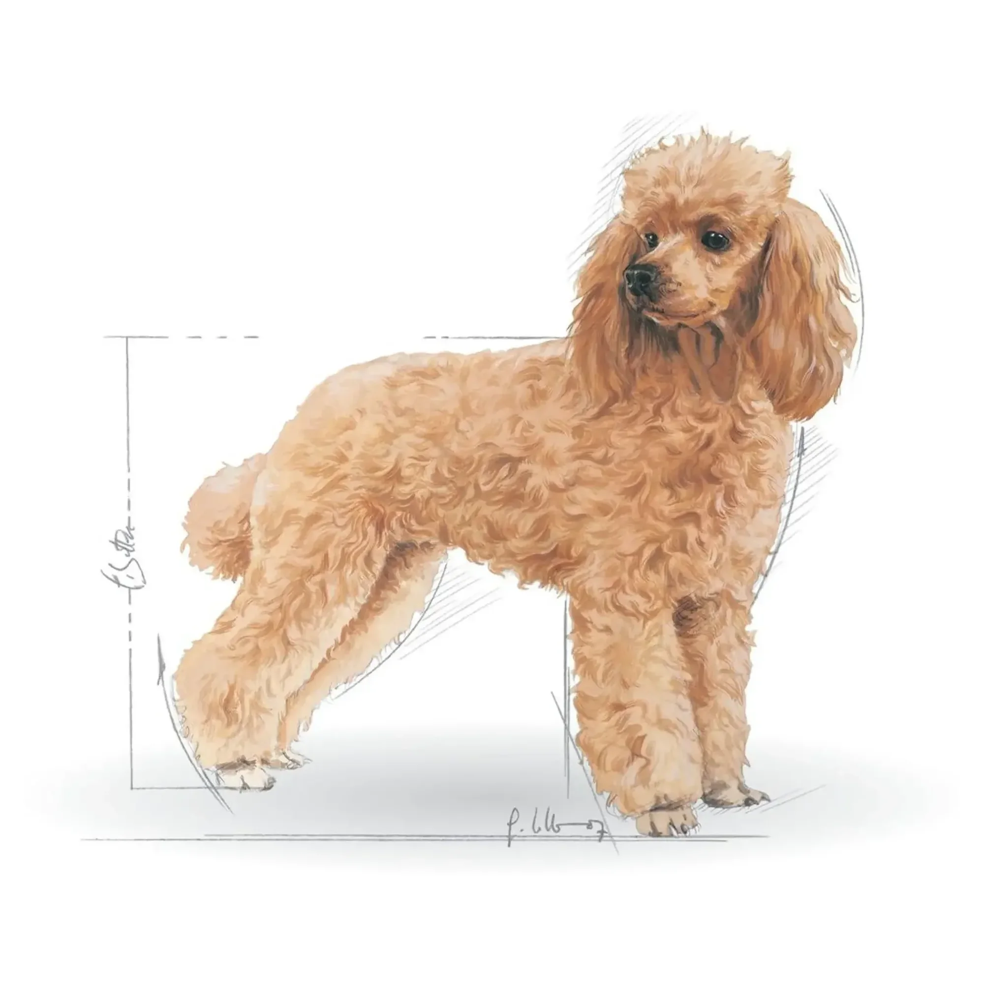 Royal Canin Royal Canin Poodle Yetişkin Köpek Maması 3 KG — Normal, 3.1 kg — Görsel 3