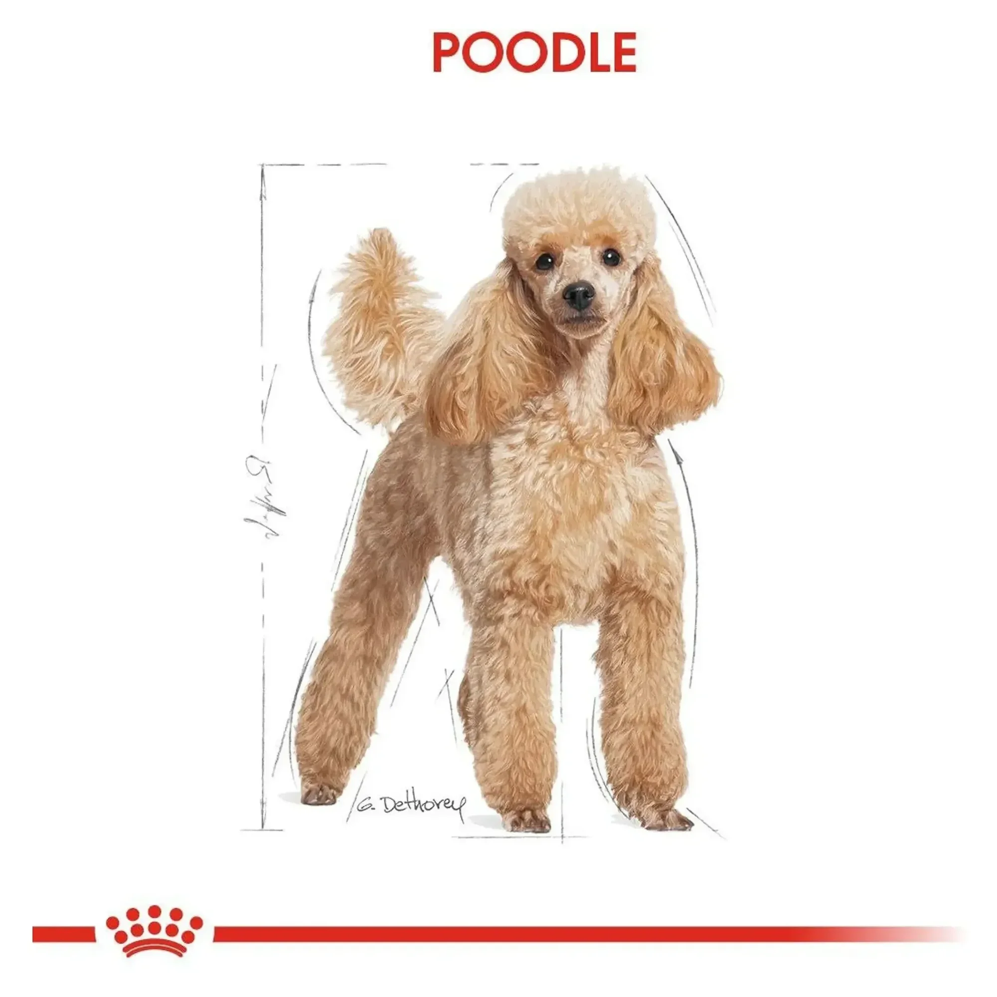 Royal Canin Royal Canin Poodle Yetişkin Köpek Maması 3 KG — Normal, 3.1 kg — Görsel 6
