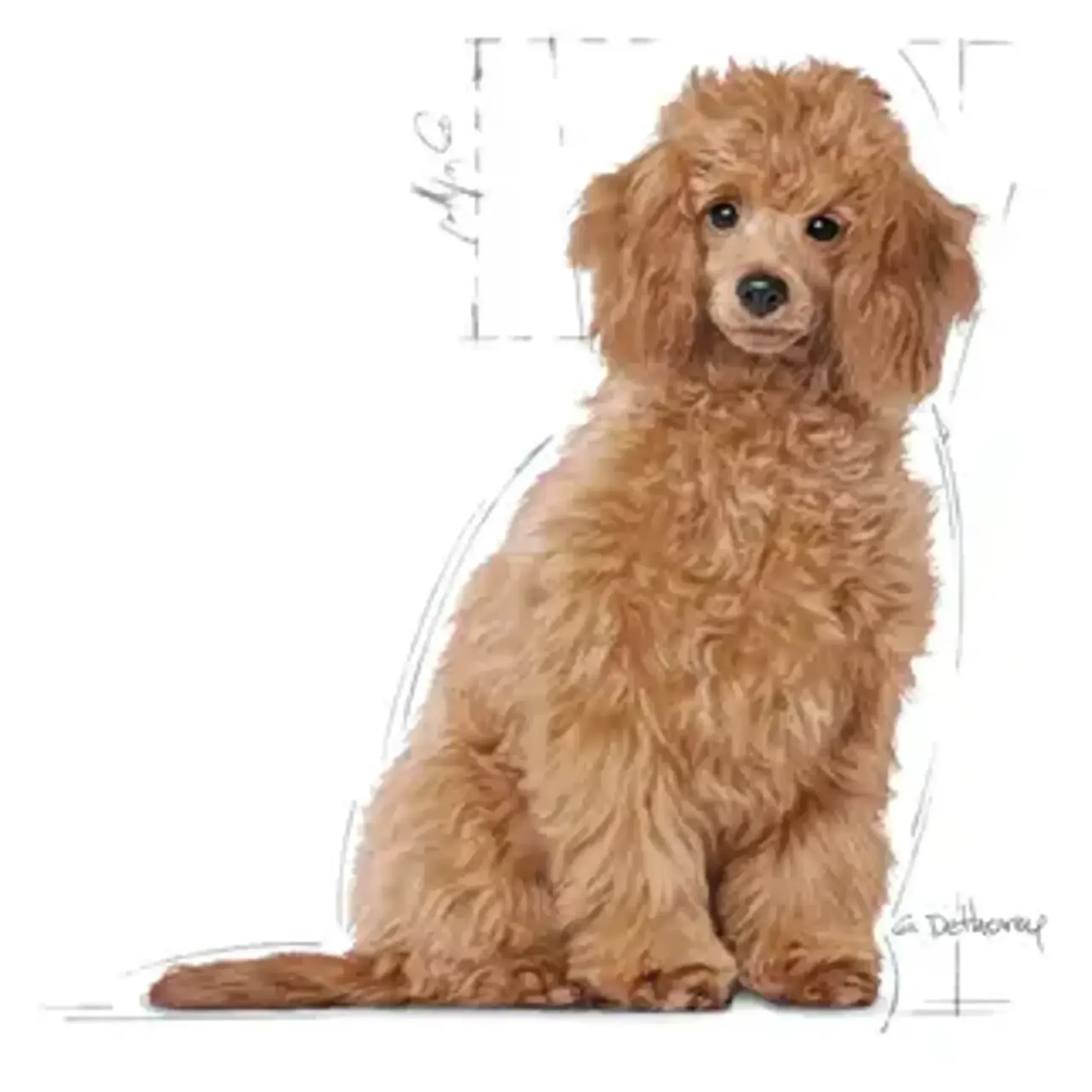Royal Canin Royal Canin Poodle Junior Yavru Köpek Maması 3 KG — Normal, 3.1 kg — Görsel 2