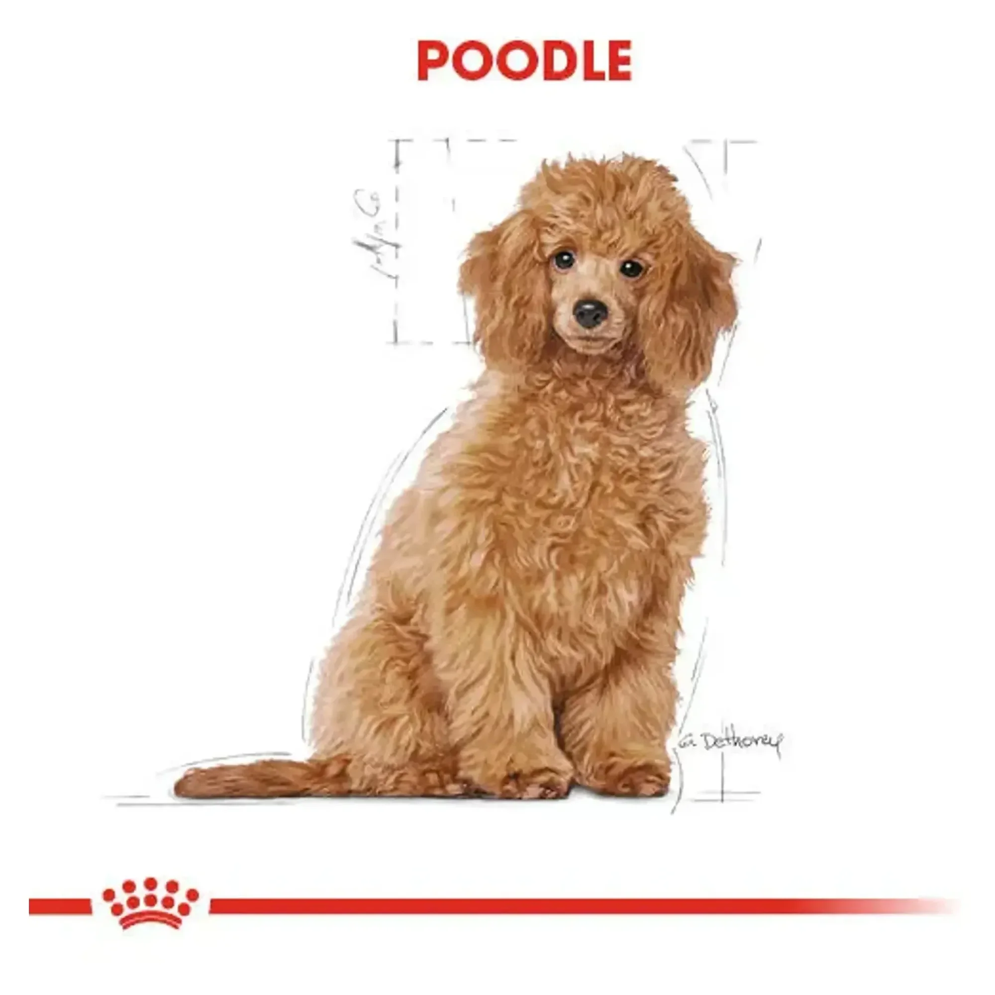 Royal Canin Royal Canin Poodle Junior Yavru Köpek Maması 3 KG — Normal, 3.1 kg — Görsel 5