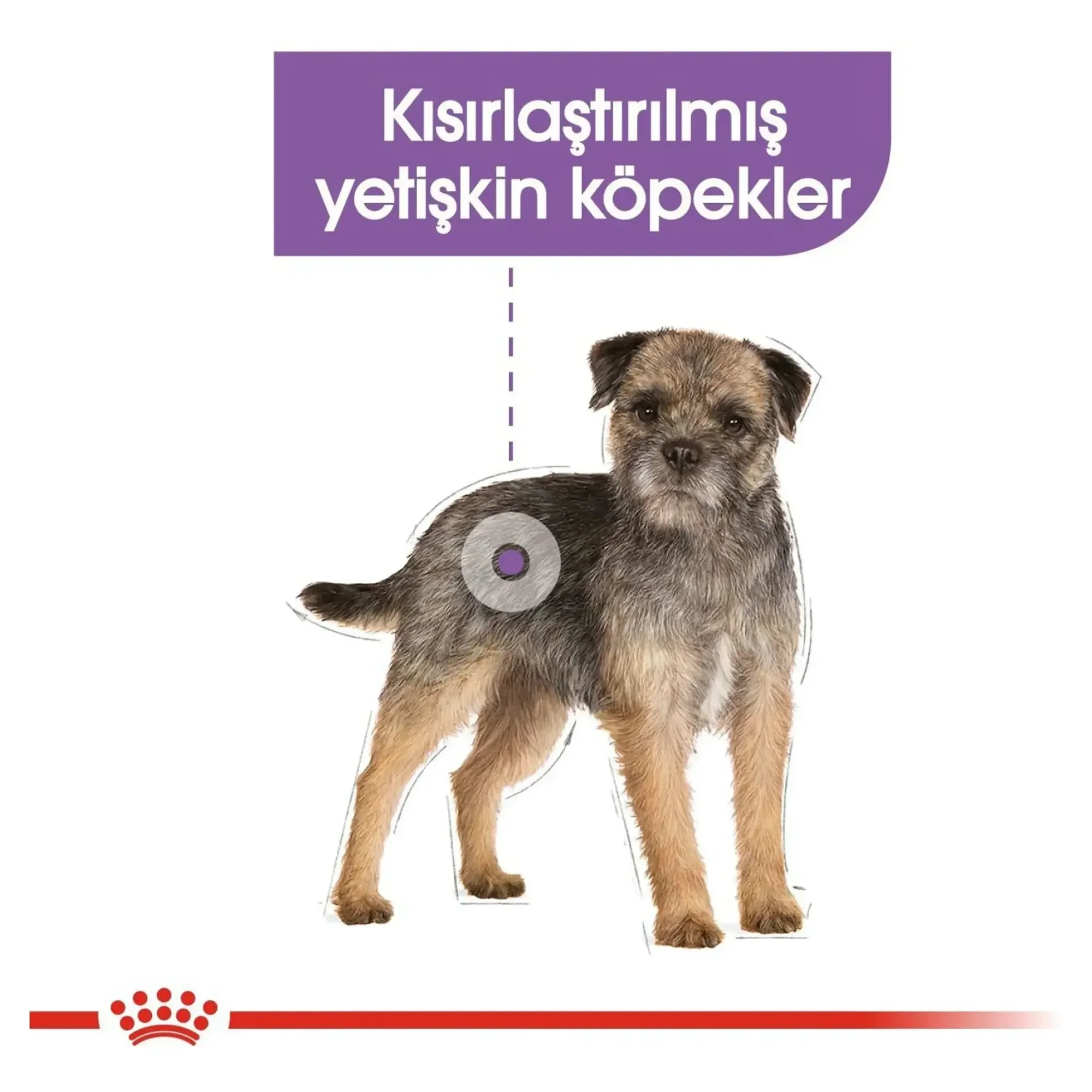 Royal Canin Royal Canin Mini Sterilised Kısırlaştırılmış Yetişkin Köpek Maması 3 KG — 3.1 kg — Görsel 5