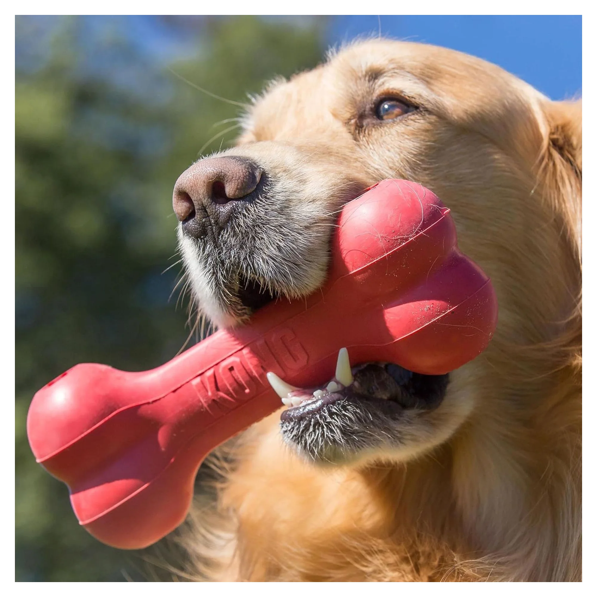 Kong Goodie Bone Kemik Şeklinde Çok Amaçlı Köpek Oyuncağı M — Plastik ve Kauçuk Oyuncaklar, 330 g — Görsel 5