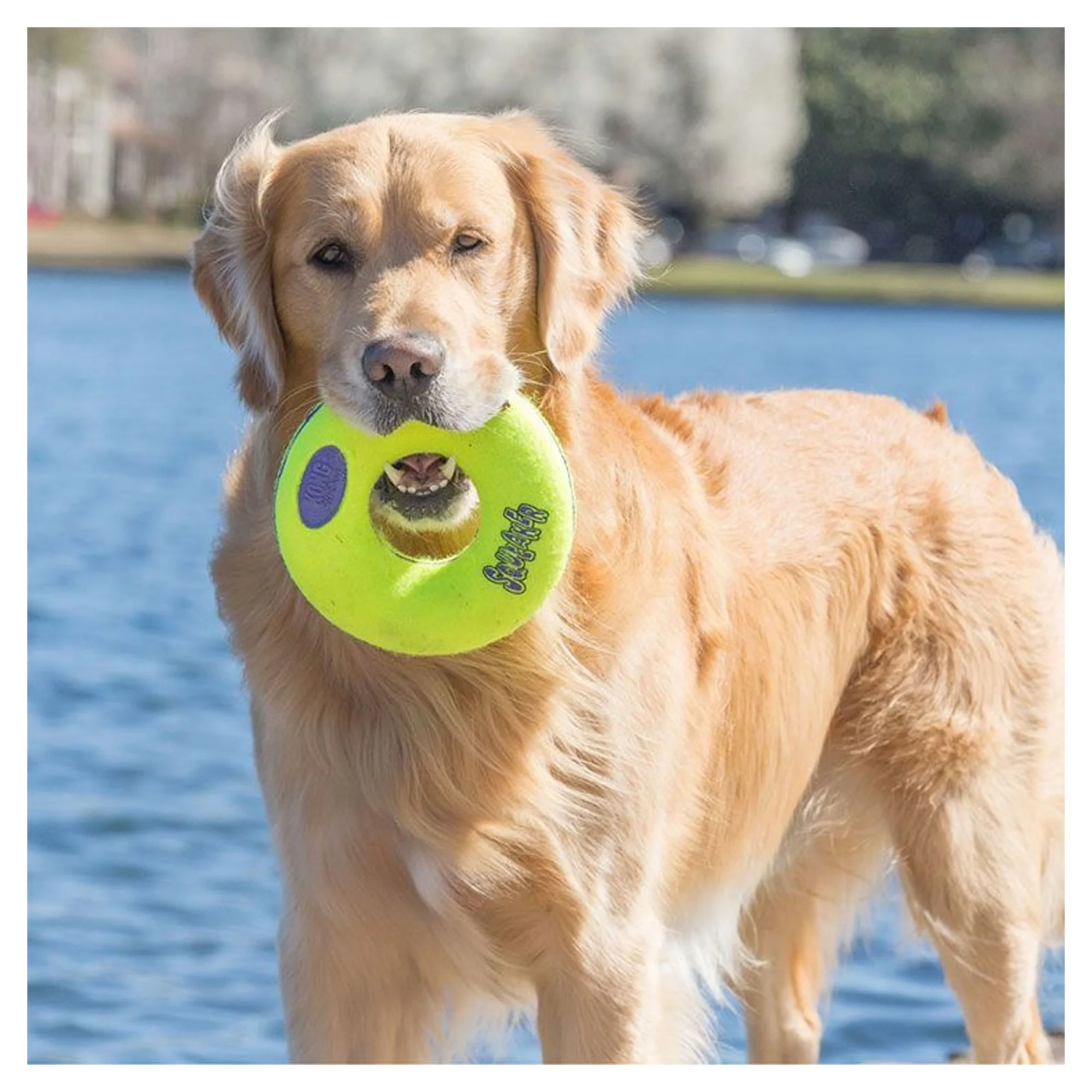 Kong Kong AirDog Donut Şeklinde Köpek Oyuncağı M — Oyuncaklar, 220 g — Görsel 2