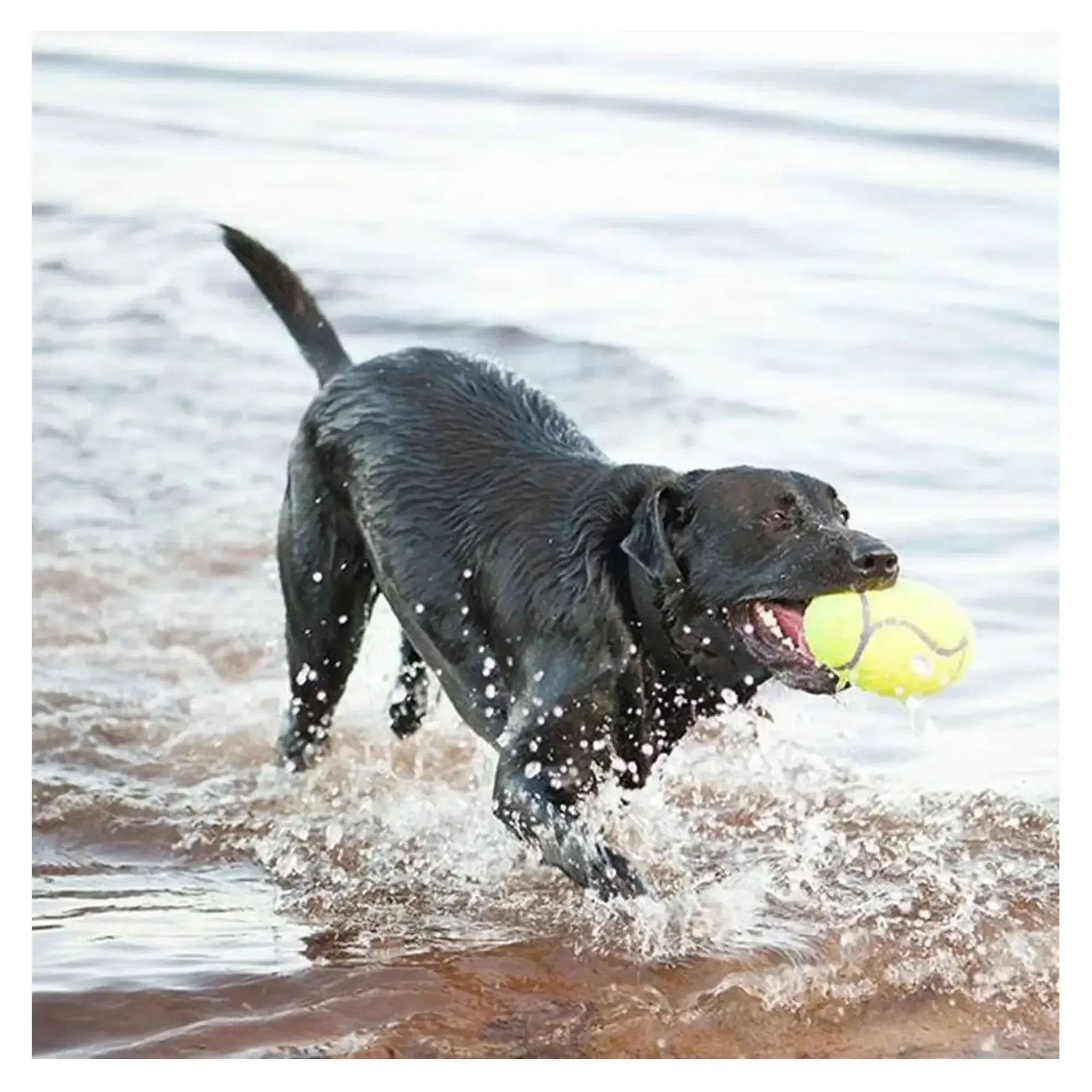 Kong Kong AirDog Amerikan Futbol Topu Şeklinde Köpek Oyuncağı L — Toplar, 370 g — Görsel 2