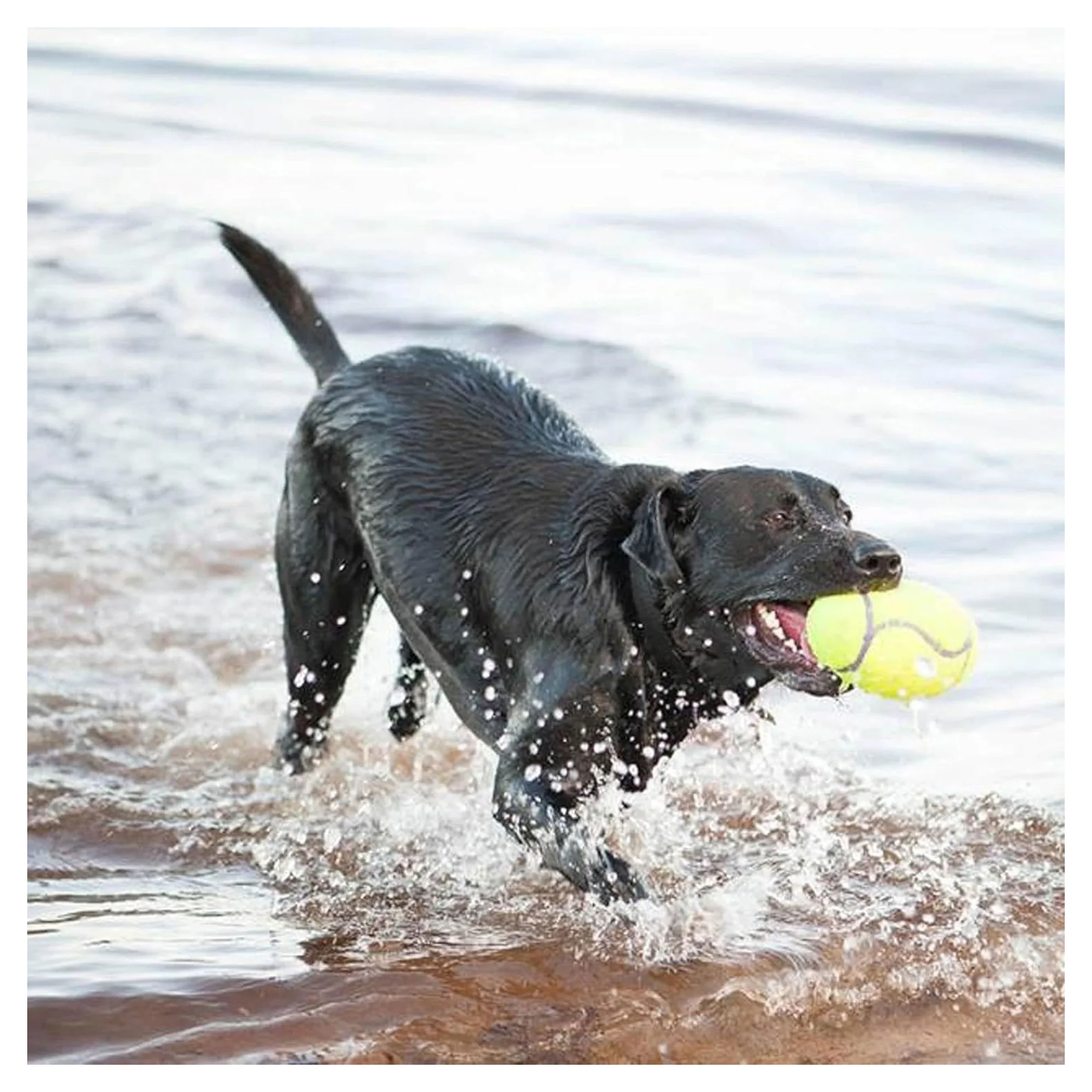 Kong AirDog Amerikan Futbol Topu Şeklinde Orta Boy Köpek Oyuncağı M — Toplar, 220 g — Görsel 4