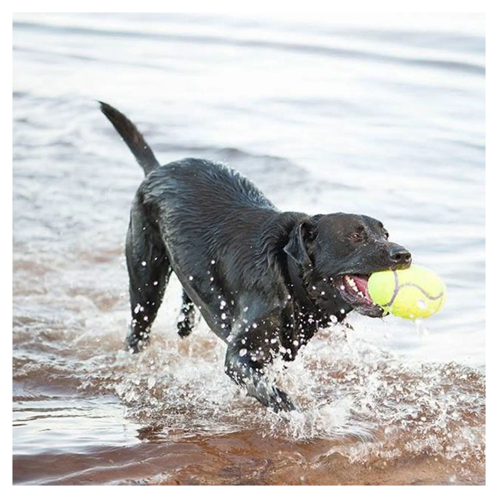 Kong Kong AirDog Amerikan Futbol Topu Şeklinde Köpek Oyuncağı S — Toplar, 120 g — Görsel 2