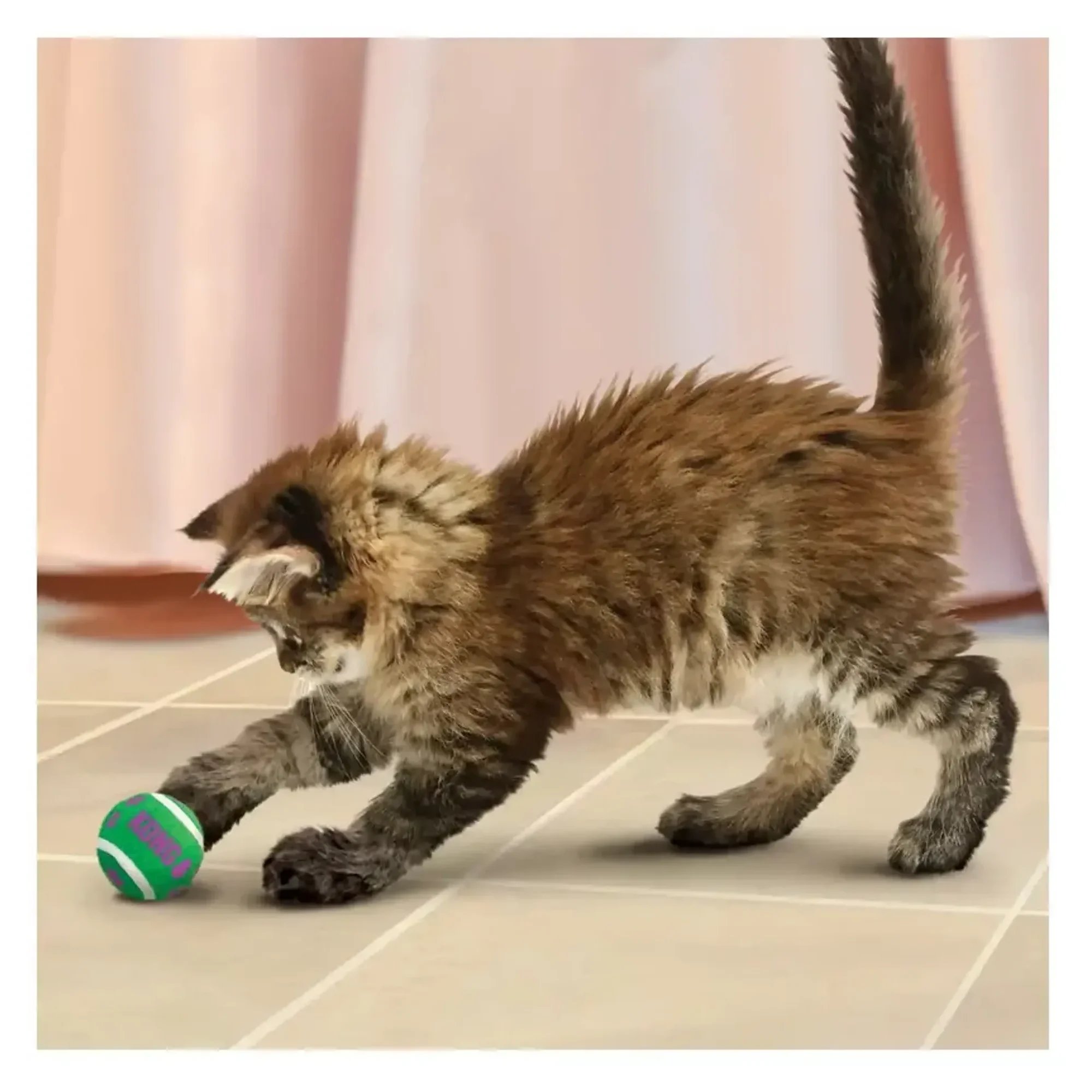 Kong Zilli Tenis Topu Kedi Oyuncağı 3'lü — Top & Zilli Toplar — Görsel 4