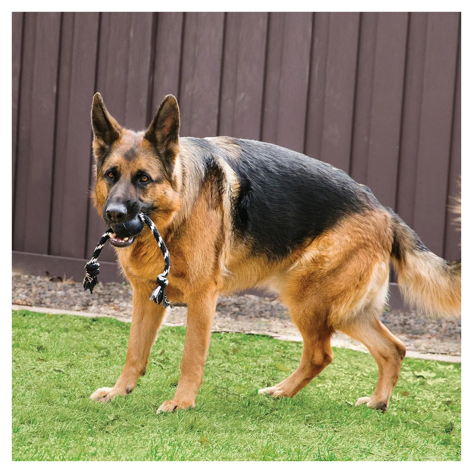 Kong Extreme Top Şeklinde Sesli ve İp Sallantılı Ultra Sert Köpek Diş İpi Oyuncağı L — Diş İpleri, 220 g — Görsel 6