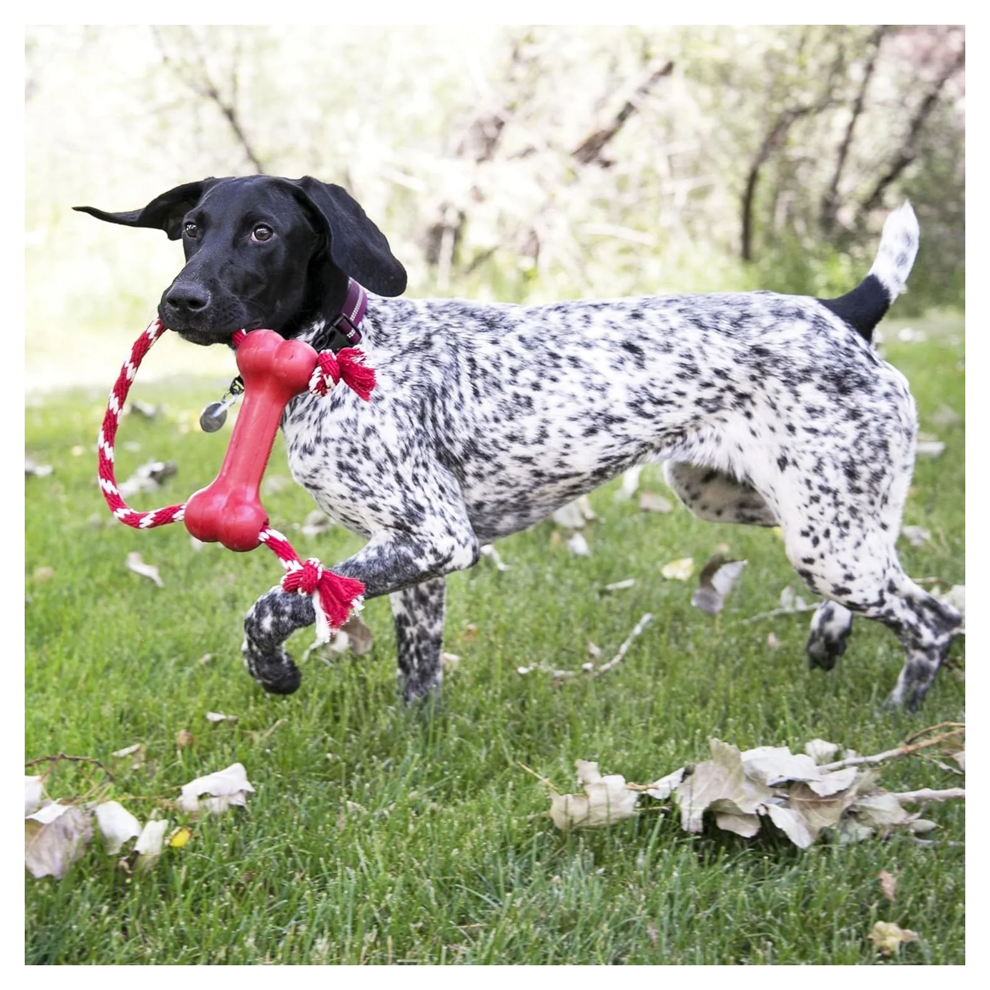 Kong Goodie Bone Kemik Şeklinde İp Sallantılı Çok Amaçlı Köpek Oyuncağı XS — Diş İpleri, 120 g — Görsel 6