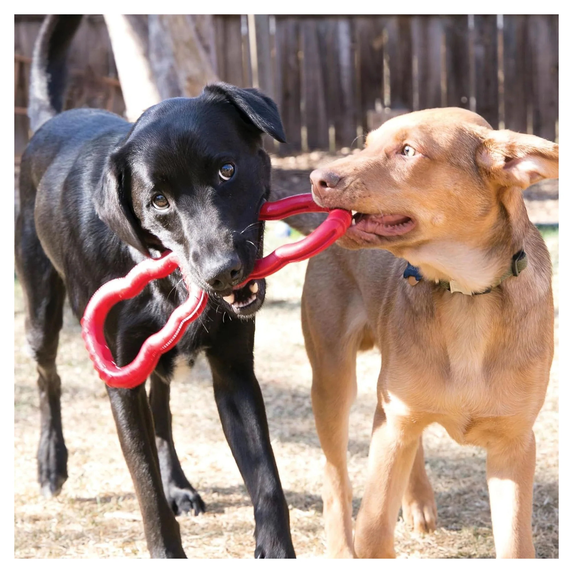 Kong Tug Çekiştirme Köpek Oyuncağı M — Plastik ve Kauçuk Oyuncaklar, 330 g — Görsel 6