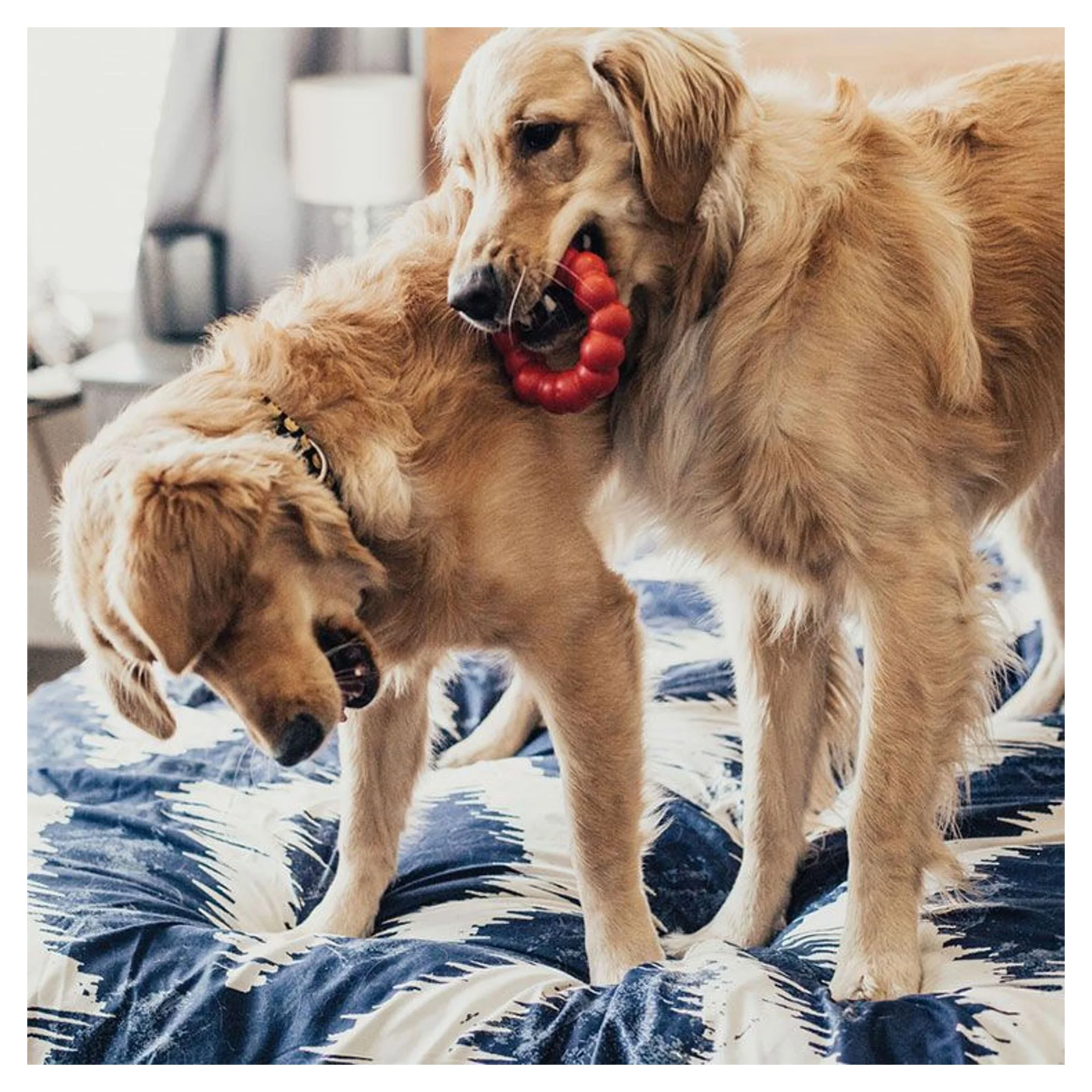 Kong Kong Ring Köpekler için Yüzük Şeklinde Çok Amaçlı Isırma Oyuncağı M/L — Plastik ve Kauçuk Oyuncaklar, 230 g — Görsel 2