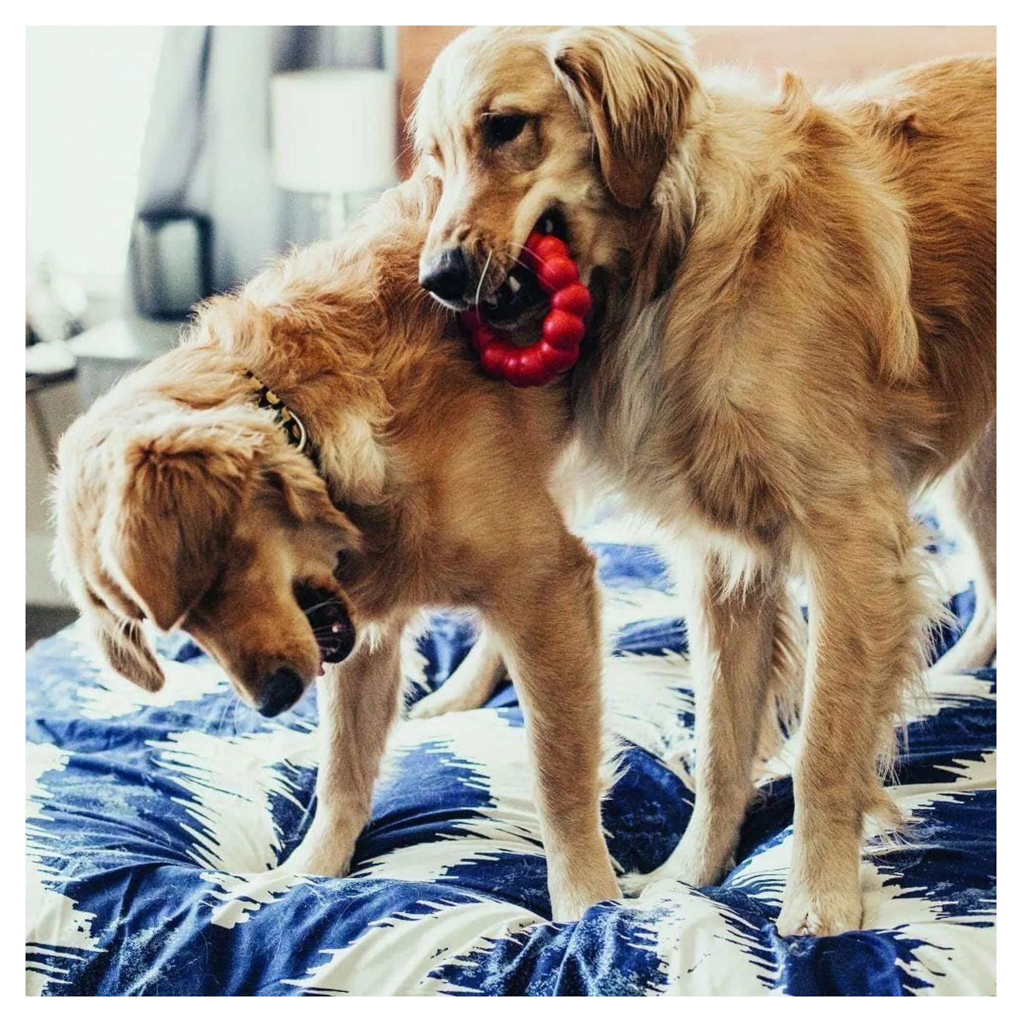 Kong Ring Yüzük Şeklinde Çok Amaçlı Isırma Köpek Oyuncağı S/M — Oyuncaklar, 150 g — Görsel 6