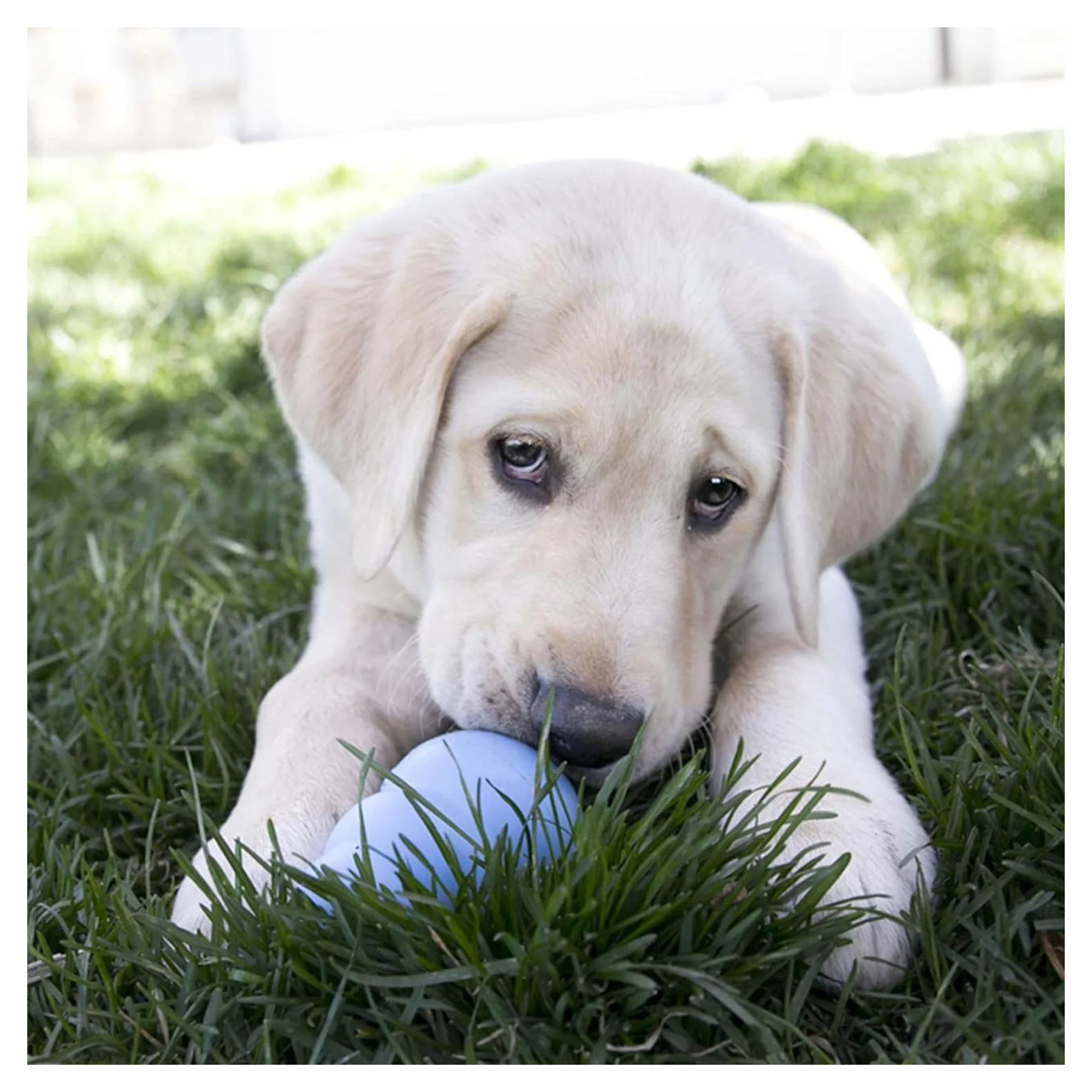 Kong Puppy Yavru Köpek Çok Amaçlı Isırma Oyuncağı L — Oyuncaklar, 330 g — Görsel 6