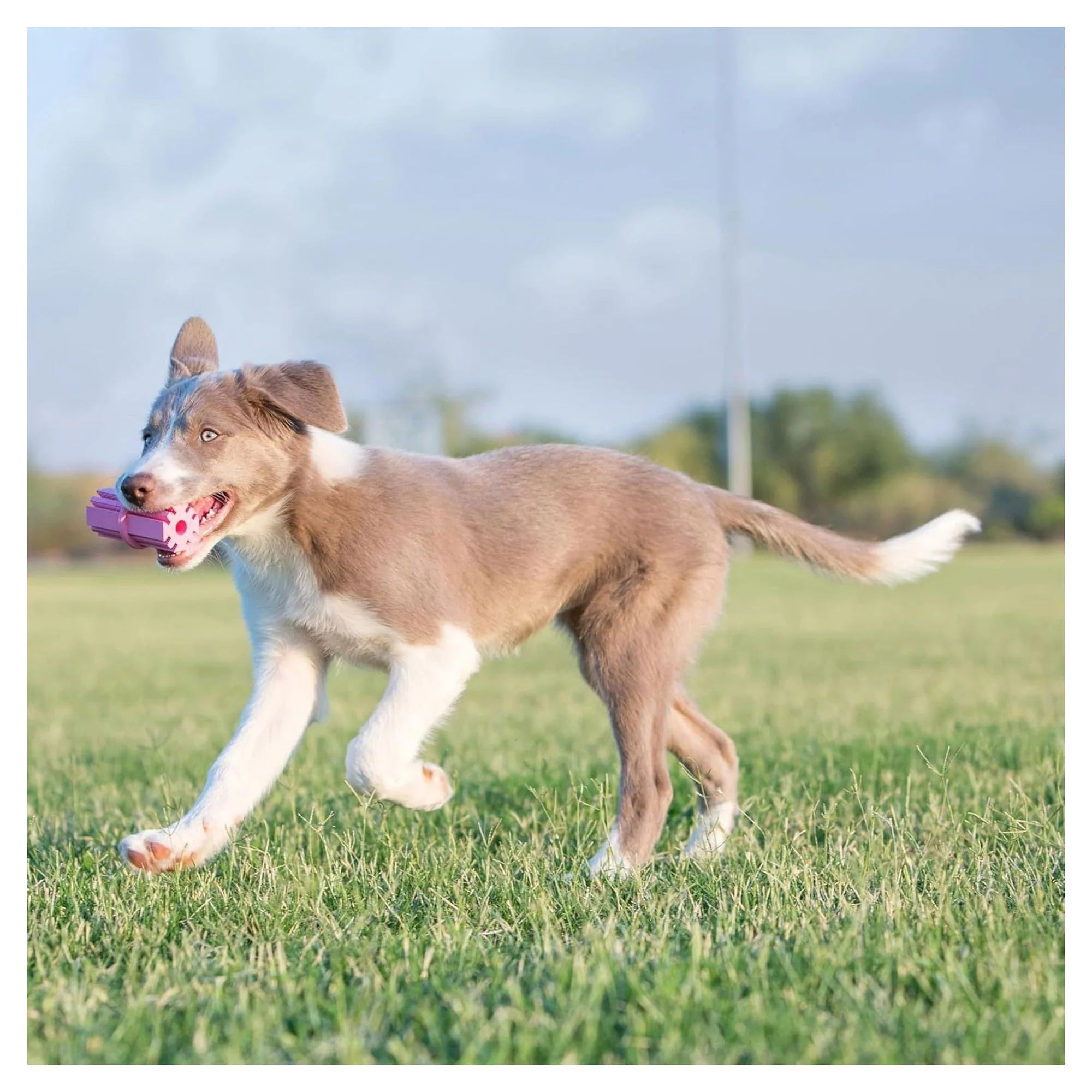 Kong Puppy Teething Stick Diş Temizliği Sağlayan Çok Amaçlı Yavru Köpek Oyuncağı M — Oyuncaklar, 120 g — Görsel 6