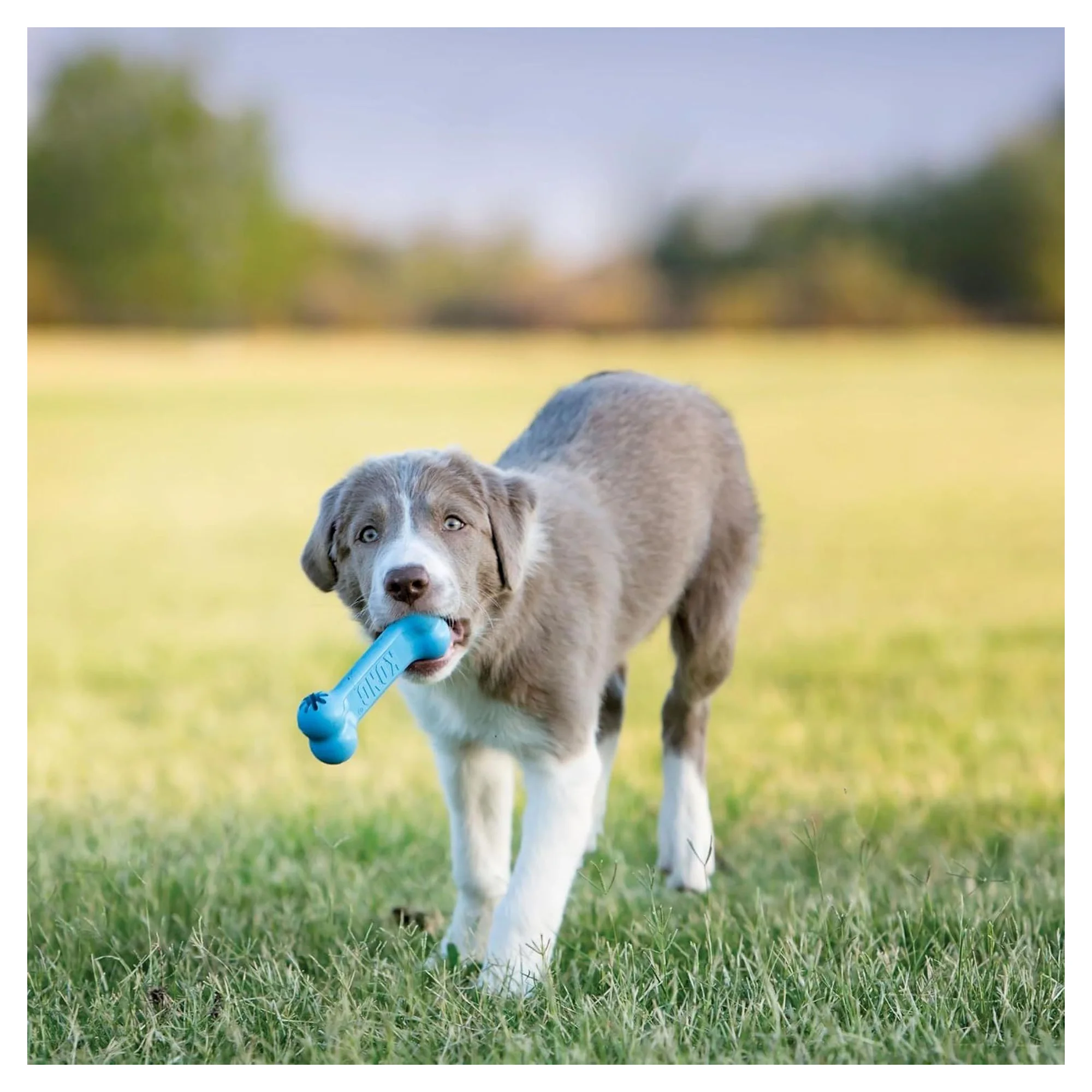 Kong Puppy Goodie Bone Kemik Şeklinde Çok Amaçlı Yavru Köpek Oyuncağı S — Oyuncaklar, 120 g — Görsel 4