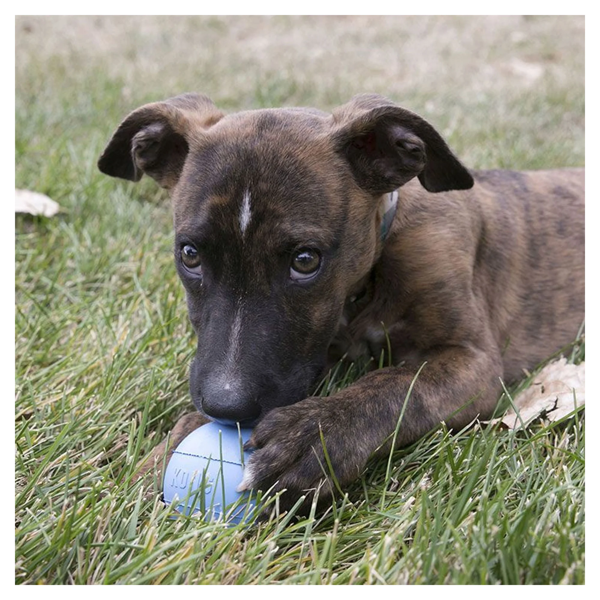 Kong Kong Puppy Ball Delikli Top Şeklinde Çok Amaçlı Yavru Köpek Oyuncağı S — Toplar, 210 g — Görsel 2