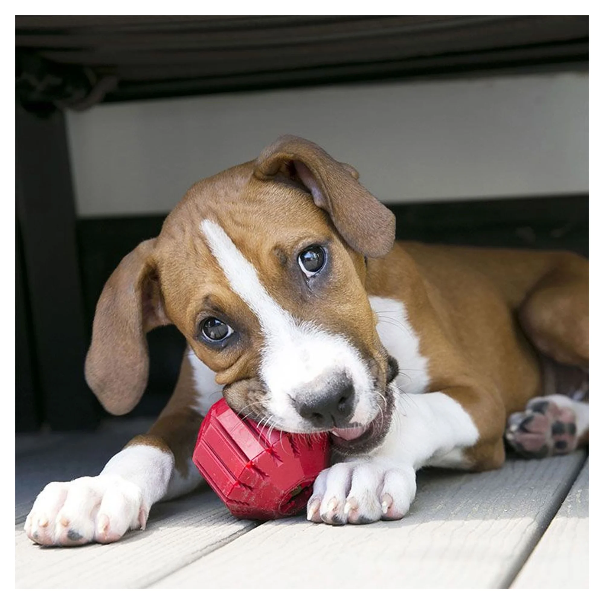 Kong Kong Stuff-A-Ball Çok Amaçlı Büyük Boy Köpek Oyuncağı L — Oyuncaklar, 330 g — Görsel 2