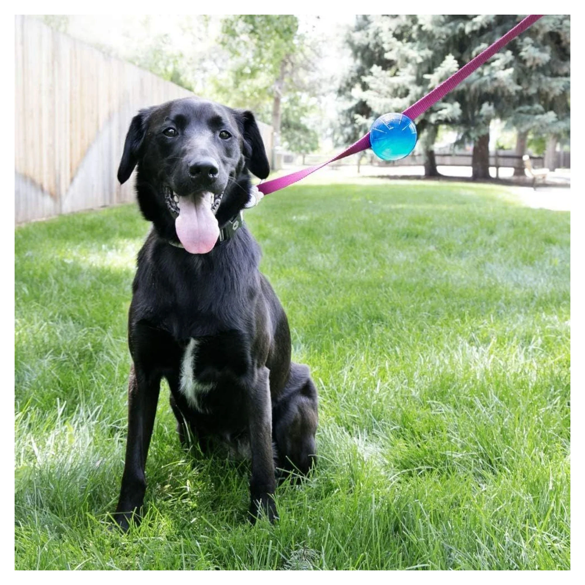 Kong TagALong Ödül Maması Köpek Oyuncağı M — Oyuncaklar, 220 g — Görsel 4
