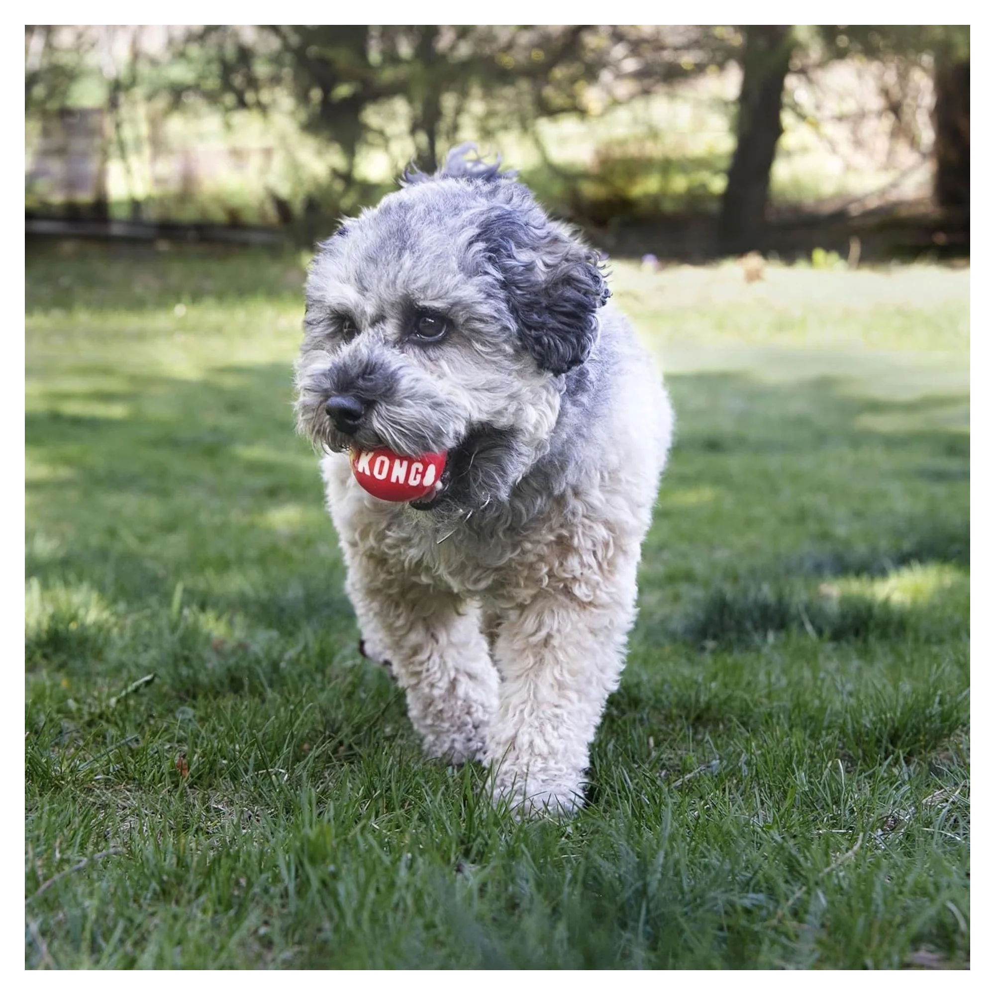 Kong Signature Ball Top Şeklinde Köpek Oyuncağı M 2'li Paket — Toplar, 170 g — Görsel 4