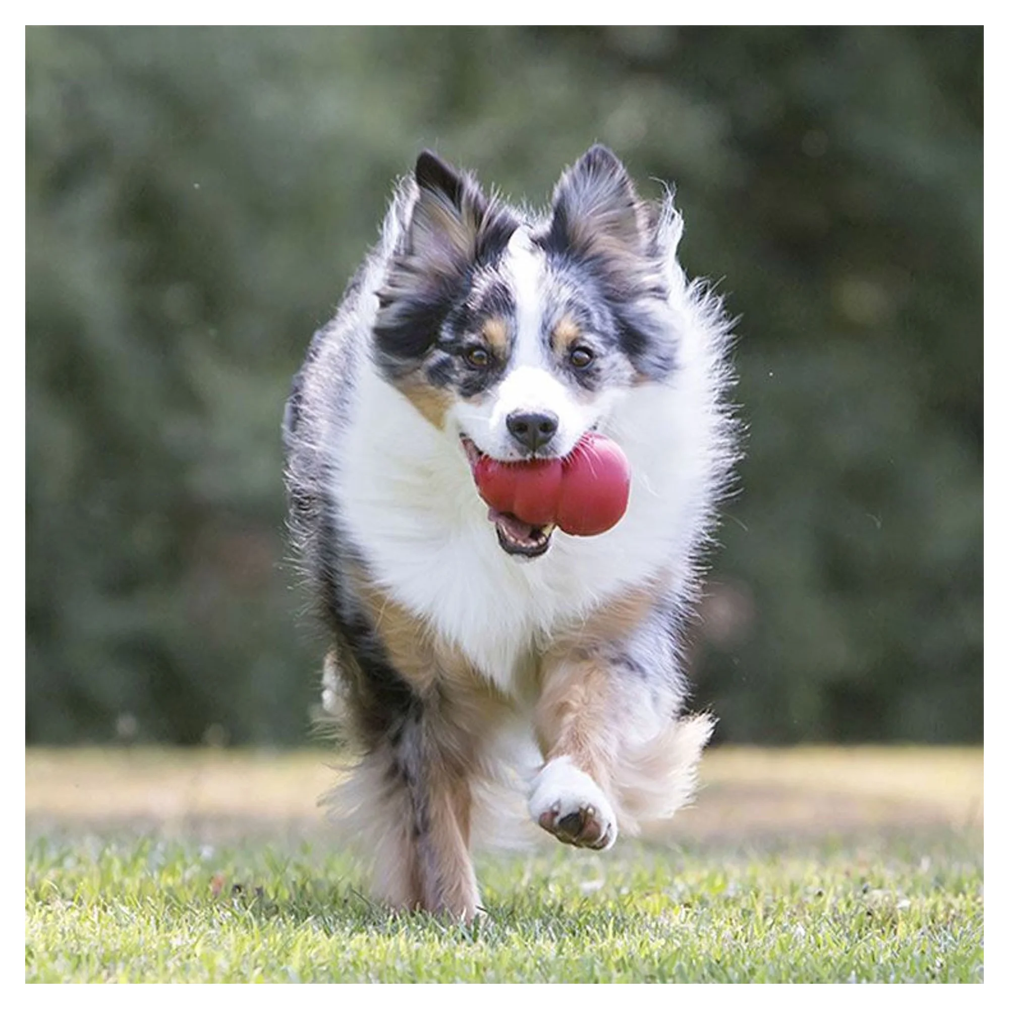 Kong Kong Classic Çok Amaçlı Isırma Köpek Oyuncağı S — Oyuncaklar, 110 g — Görsel 2